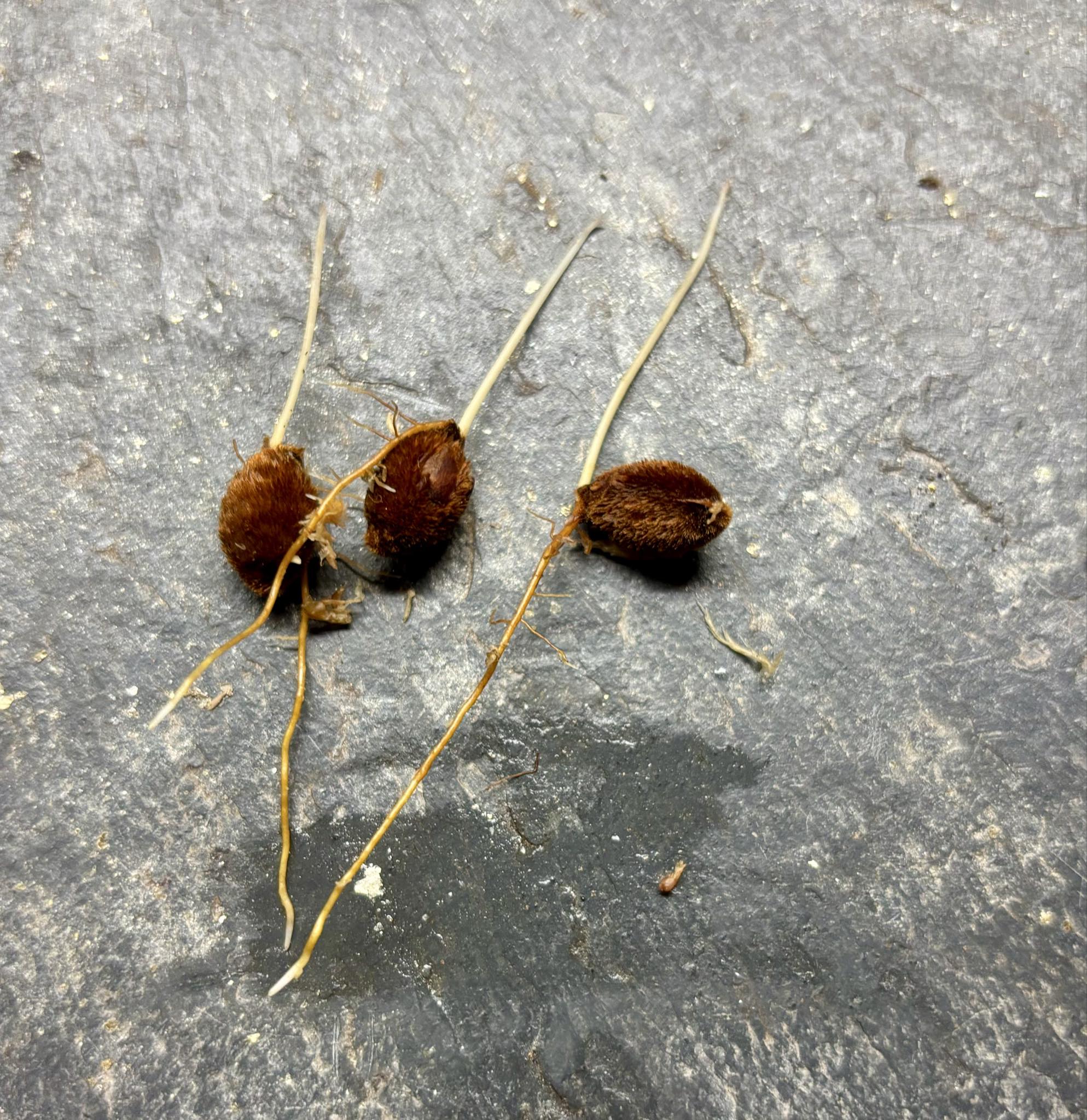 Unknown fruit from Amazonas Rondonia Brasil - 1 germinated seed / 1 gekeimter Samen Unknown fruit from Amazonas Rondonia Brasil - 1 germinated seed / 1 gekeimter Samen