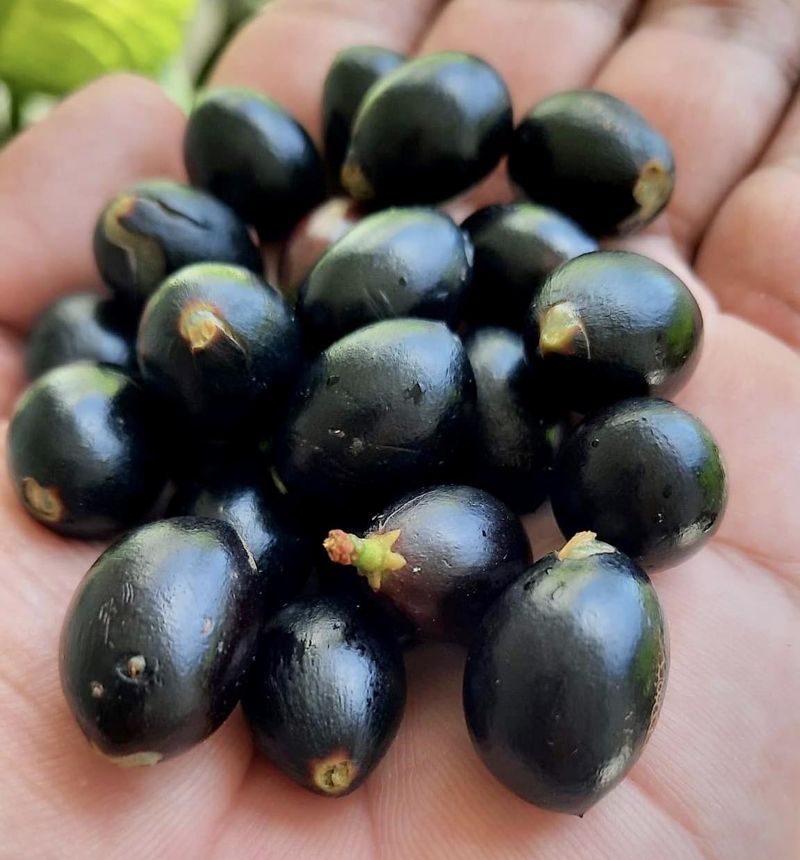 Pouteria reticulata - Maria Preta - 1 potted plant / 1 getopfte Pflanze