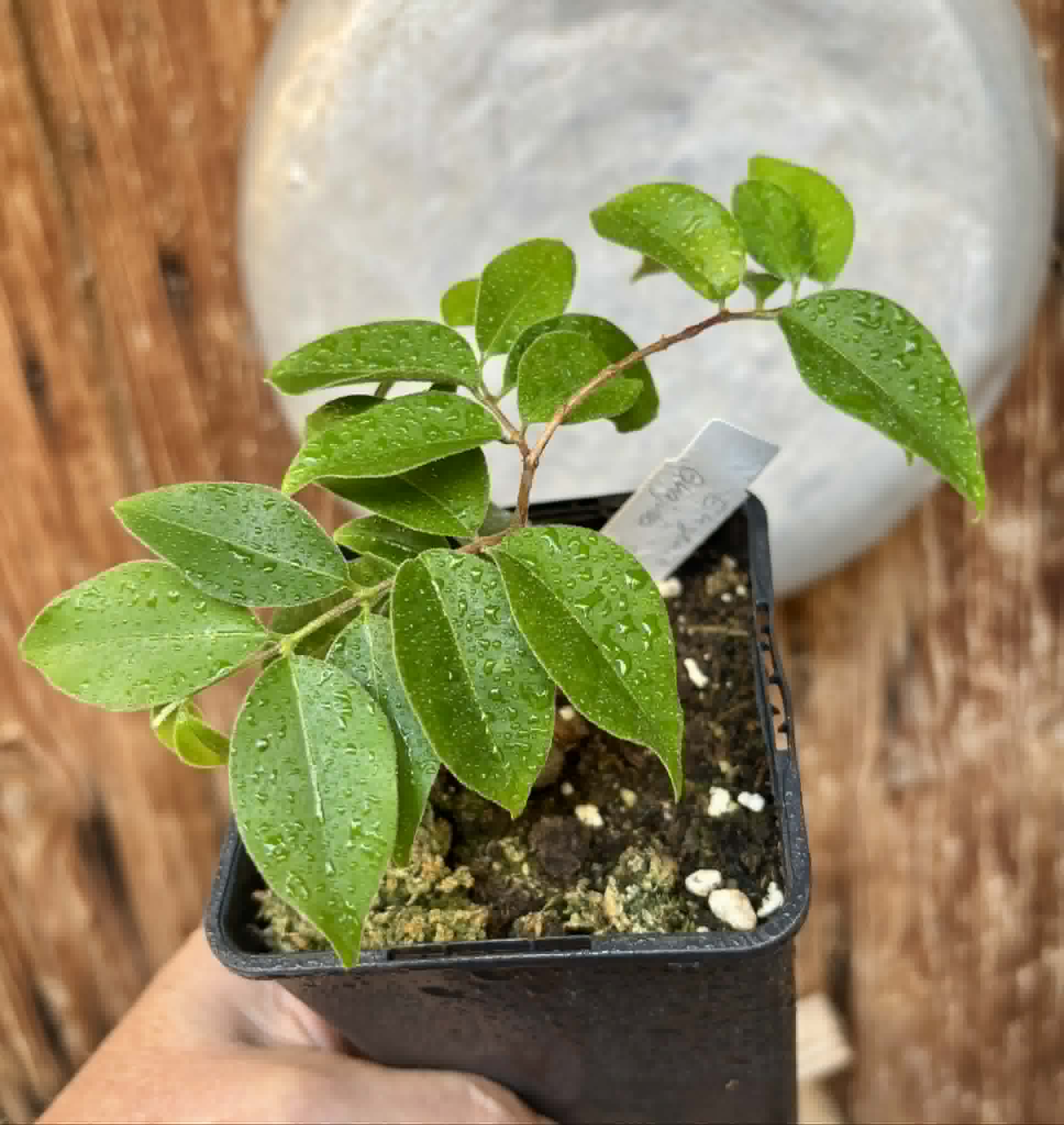 Eugenia sp Guajuba suave -  1 potted seedling / 1 getopfter Sämling