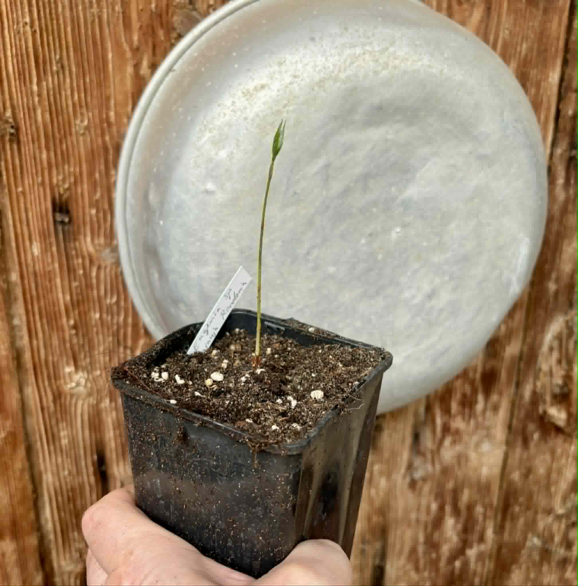 Eugenia sp amarela de Rondonia - 1 potted seedling / 1 getopfter Sämling