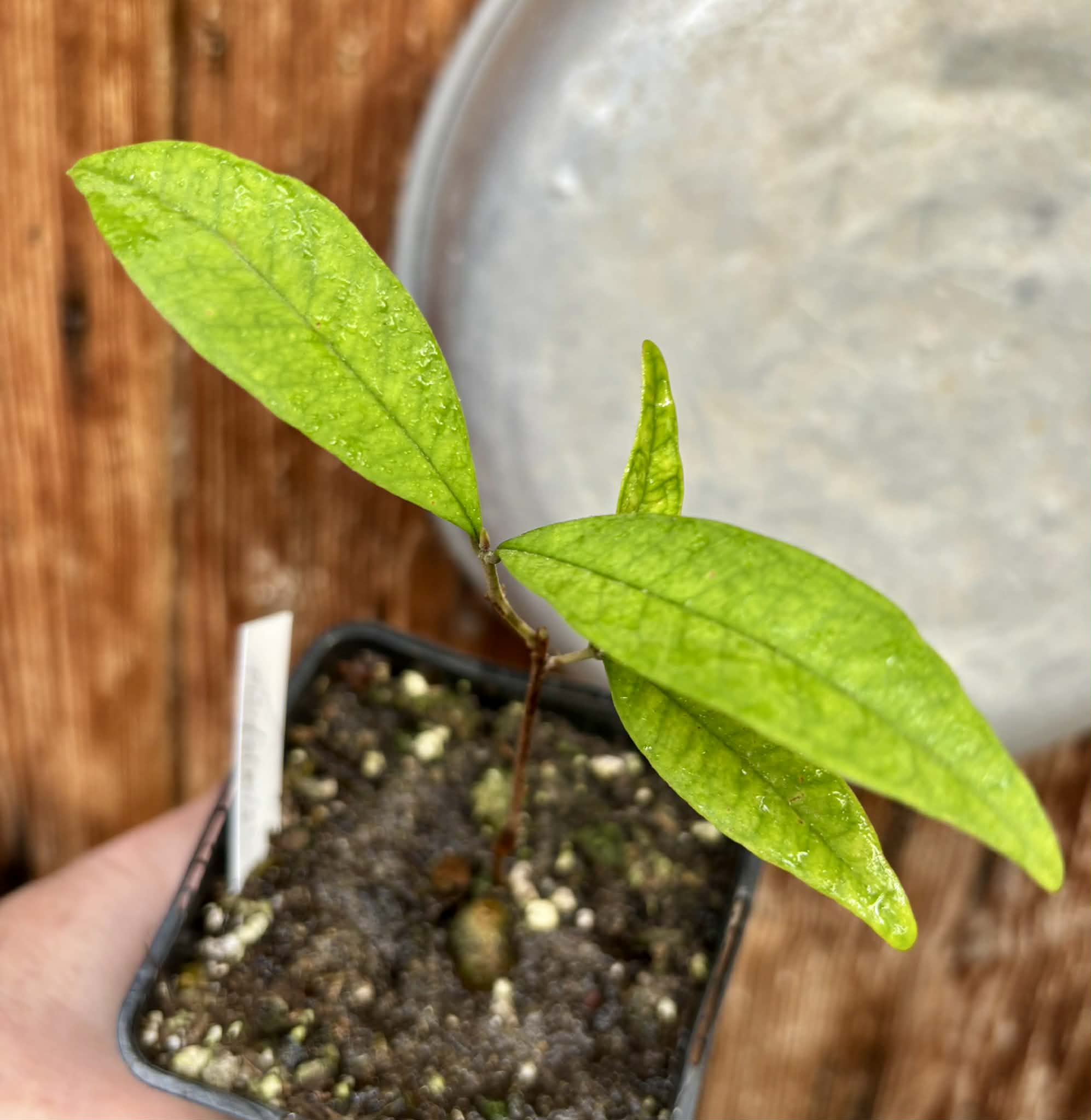 Eugenia pisiformis - Uvaia vermelha da mata - 1 potted seedling / 1  getopfter Sämling
