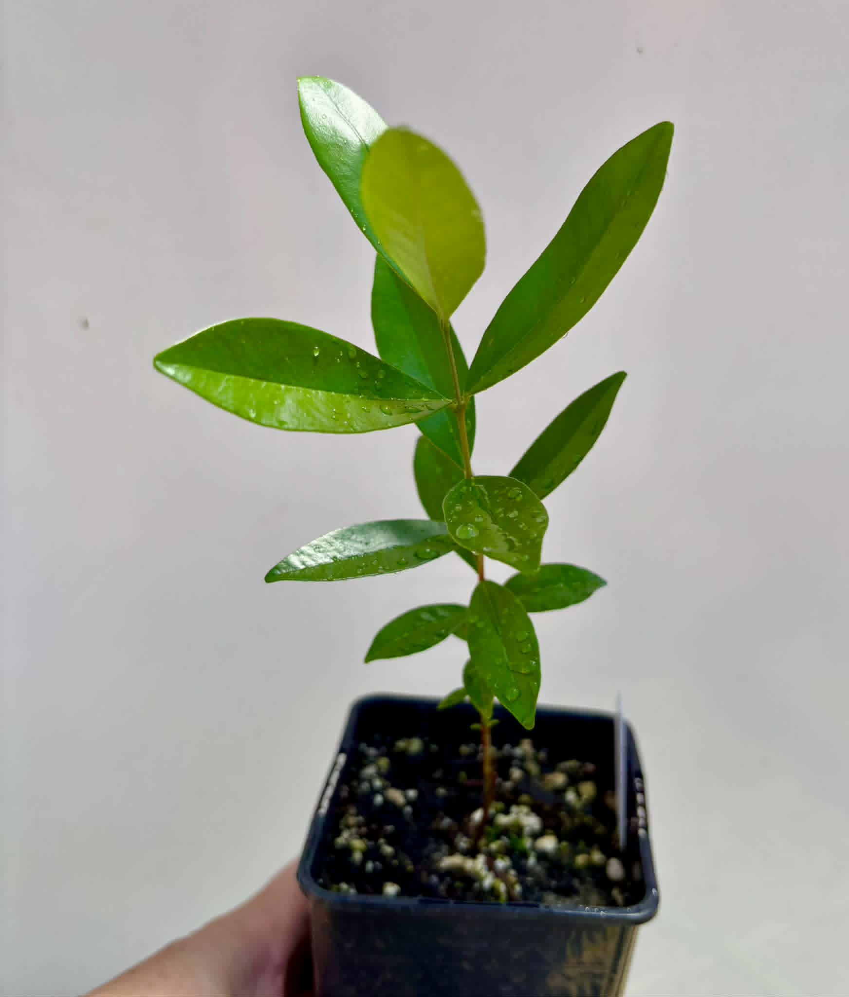 Cherry of Rio Grande var. Gigante (Eugenia involucrata) - 1 potted seedling / 1 getopfter Sämling