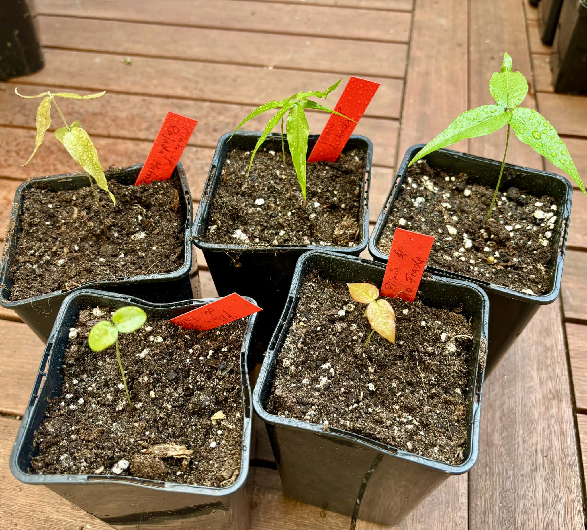 Collection of 5 new, different Jaboticaba -  5 different potted Plinia / 5 verschiedene, getopfte Plinia