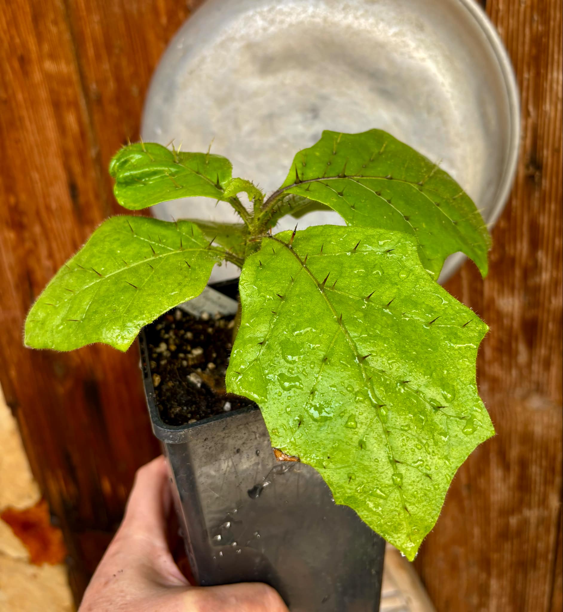 Solanum sp Verde Bahia - 1 potted plant / 1 getopfte Pflanze