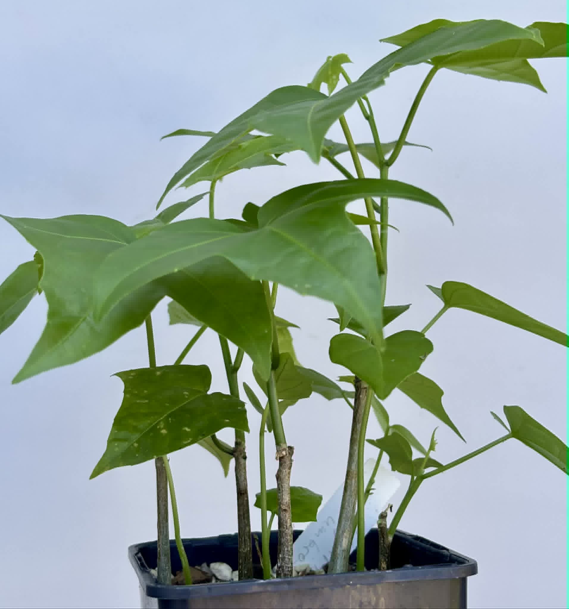 10 in 1 pot - Psiguria umbrosa - 10 seedlings in one pot / 10 Sämlinge in einem Topf