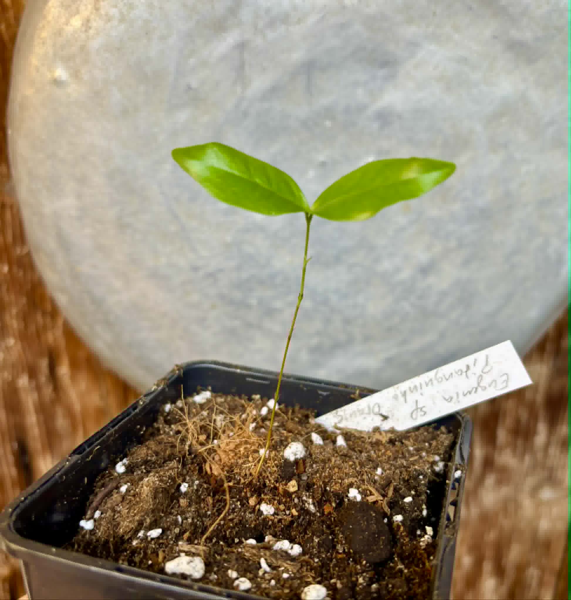 Eugenia sp Pitanguinha Orange - 1 potted seedling / 1 getopfter Sämling