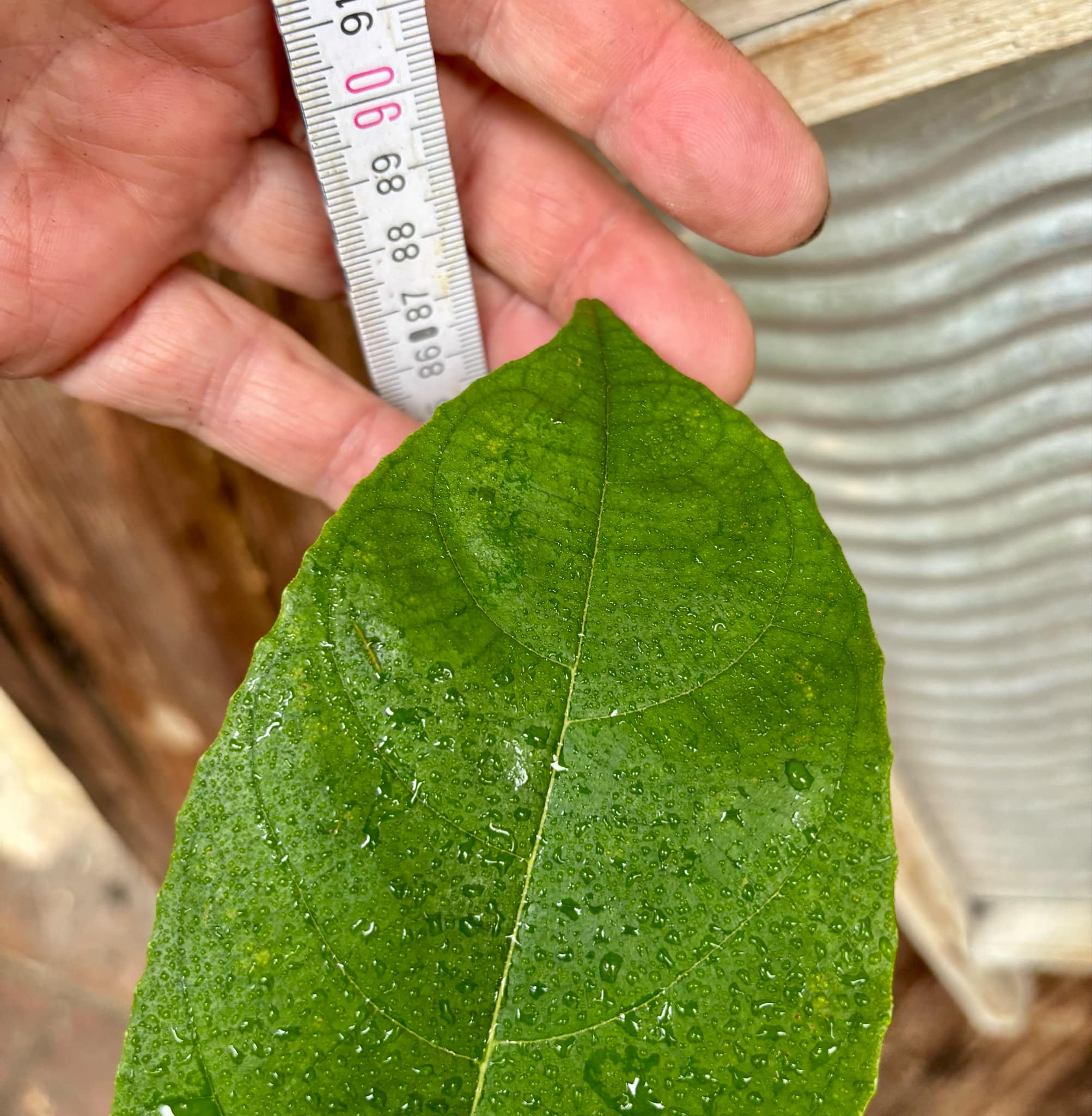 3 years old - Red Jackfruit (Artocarpus heterophyllus) - 1 pottet plant, 1 getopfte Pflanze