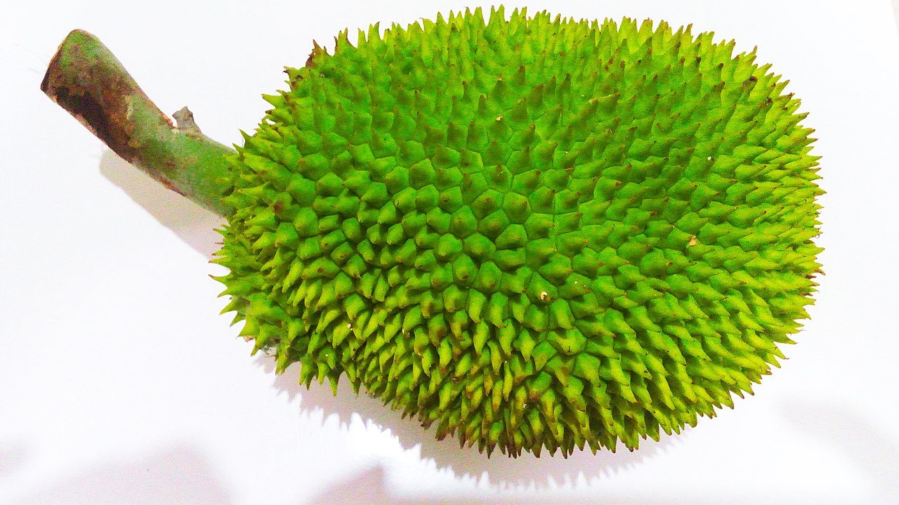 Pre Order - Breadnut (Artocarpus camansi) - 1 fresh seed / 1 frischer Samen