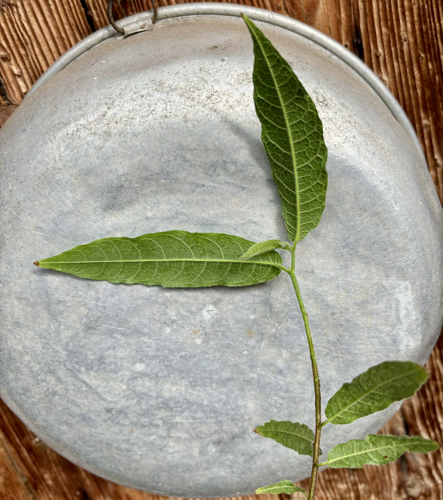 Pseudoxandra bahiensis - 1 potted plant / 1 getopfte Pflanze