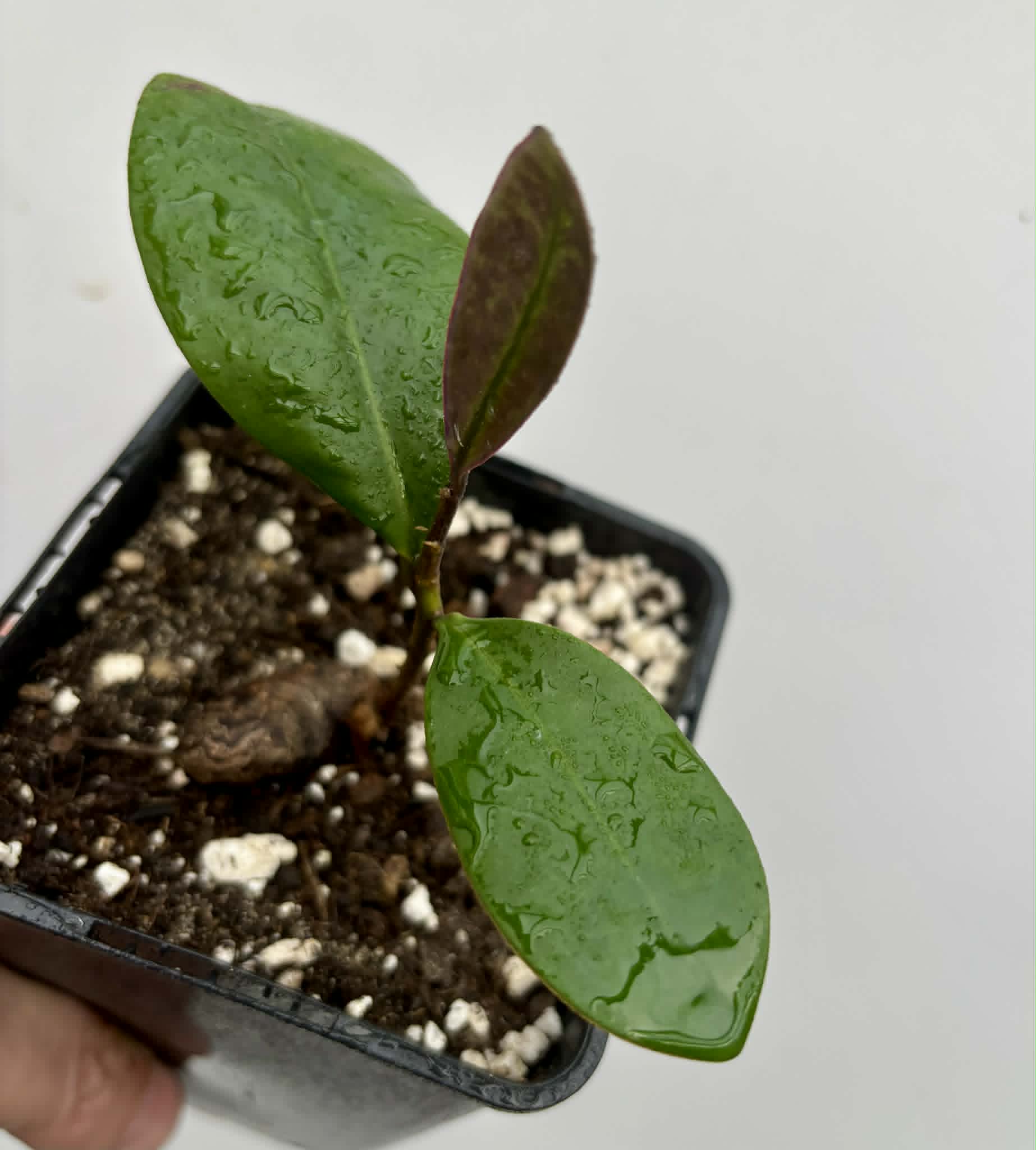 Eugenia sp Essencia negra - 1 potted seedling / 1 getopfter Sämling