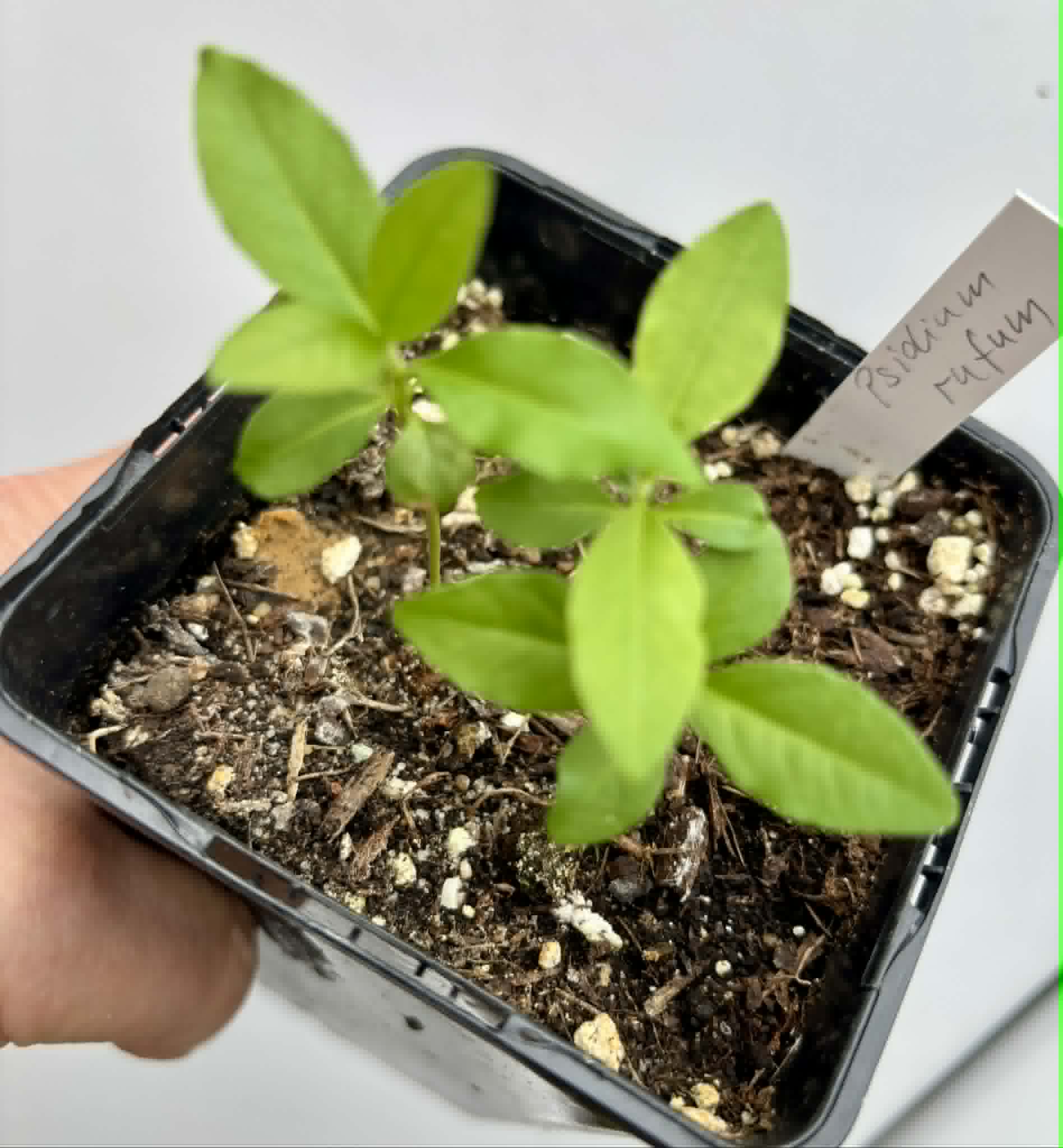 3 in 1 pot - Araca roxo (Psidium rufum)  - 3 seedlings in one pot / 3 Sämlinge in einem Topf