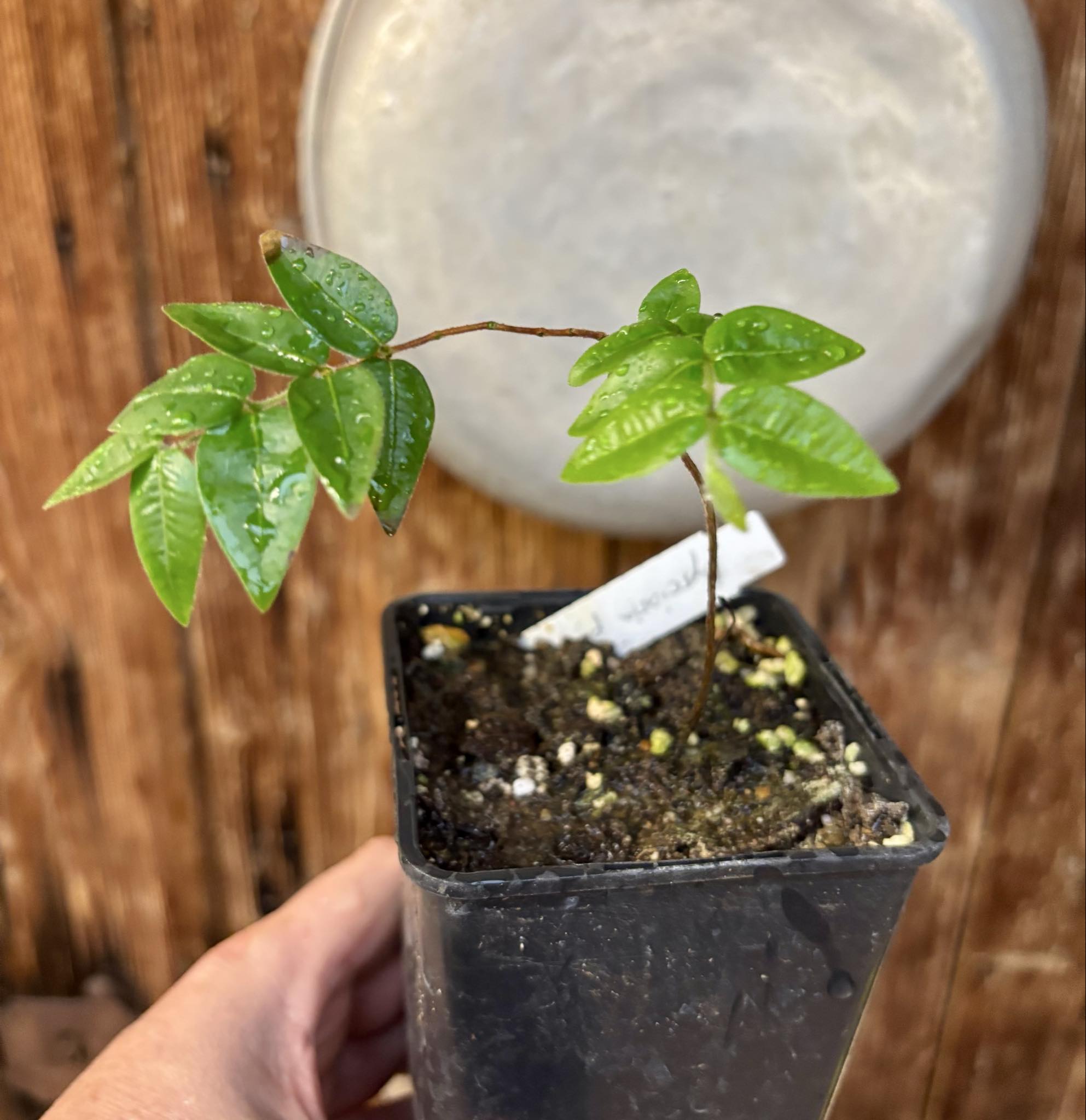 Myrciaria pilosa -  1 small potted seedling  / 1 kleiner getopfter Sämling Myrciaria pilosa -  1 small potted seedling  / 1 kleiner getopfter Sämling