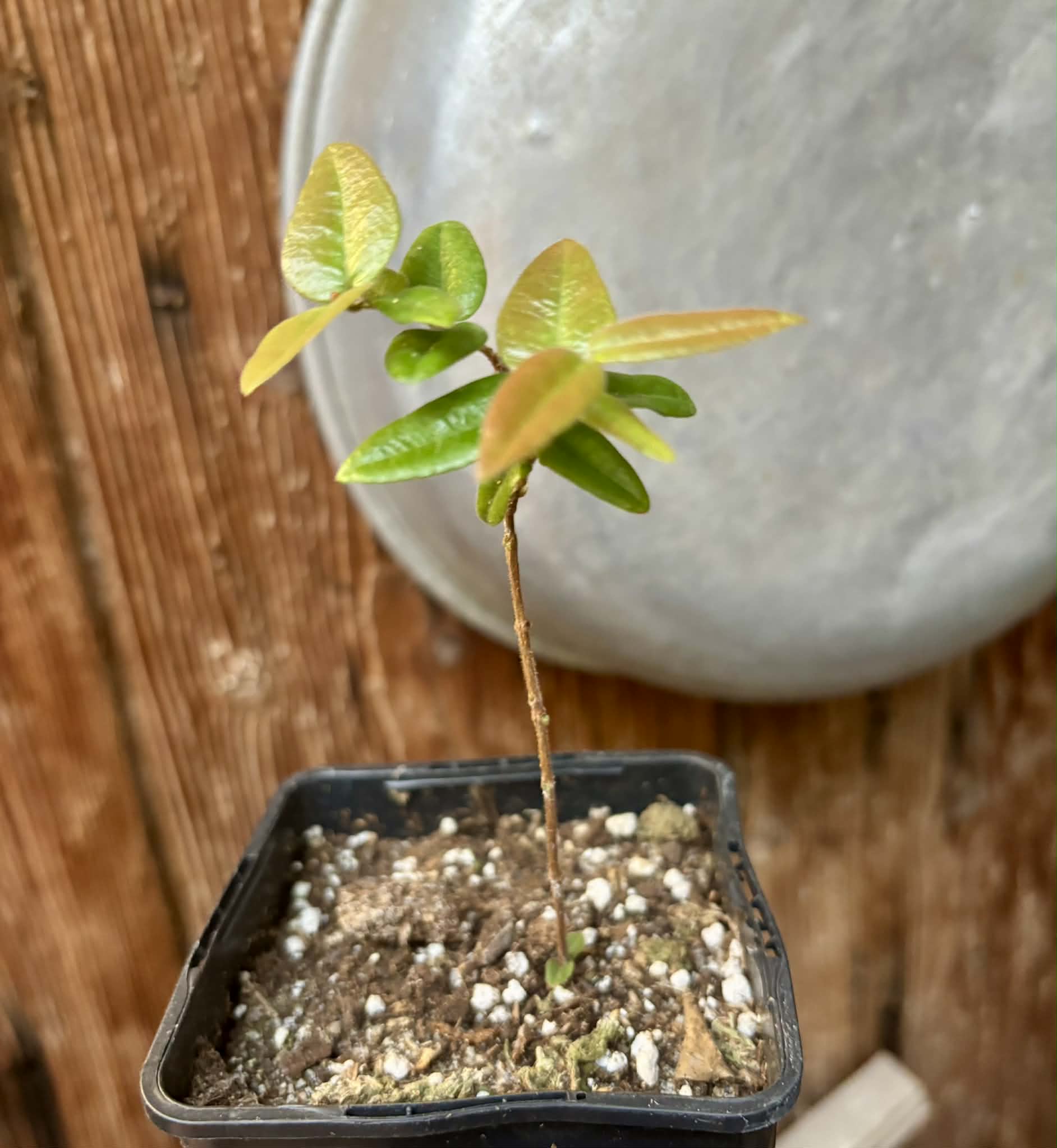 Myrciaria caerulescens (Roxa - Blue Guaquiea) - 1 potted seedling / 1 getopfter Sämling