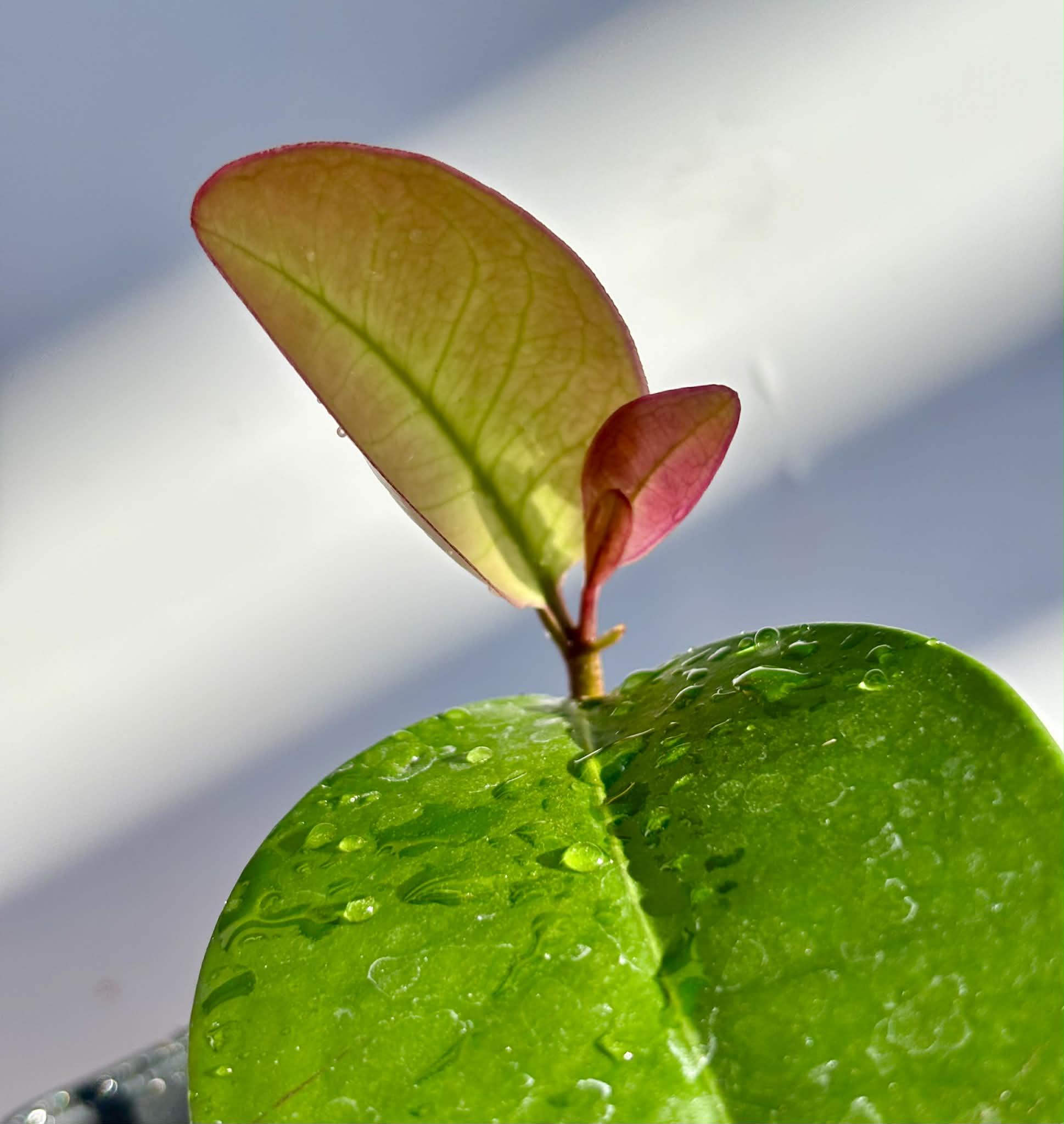 Eugenia sp Essencia negra - 1 potted seedling / 1 getopfter Sämling