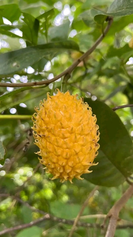 2.5 years old - Annona jahnii - 1 potted plant / 1 getopfte Pflanze