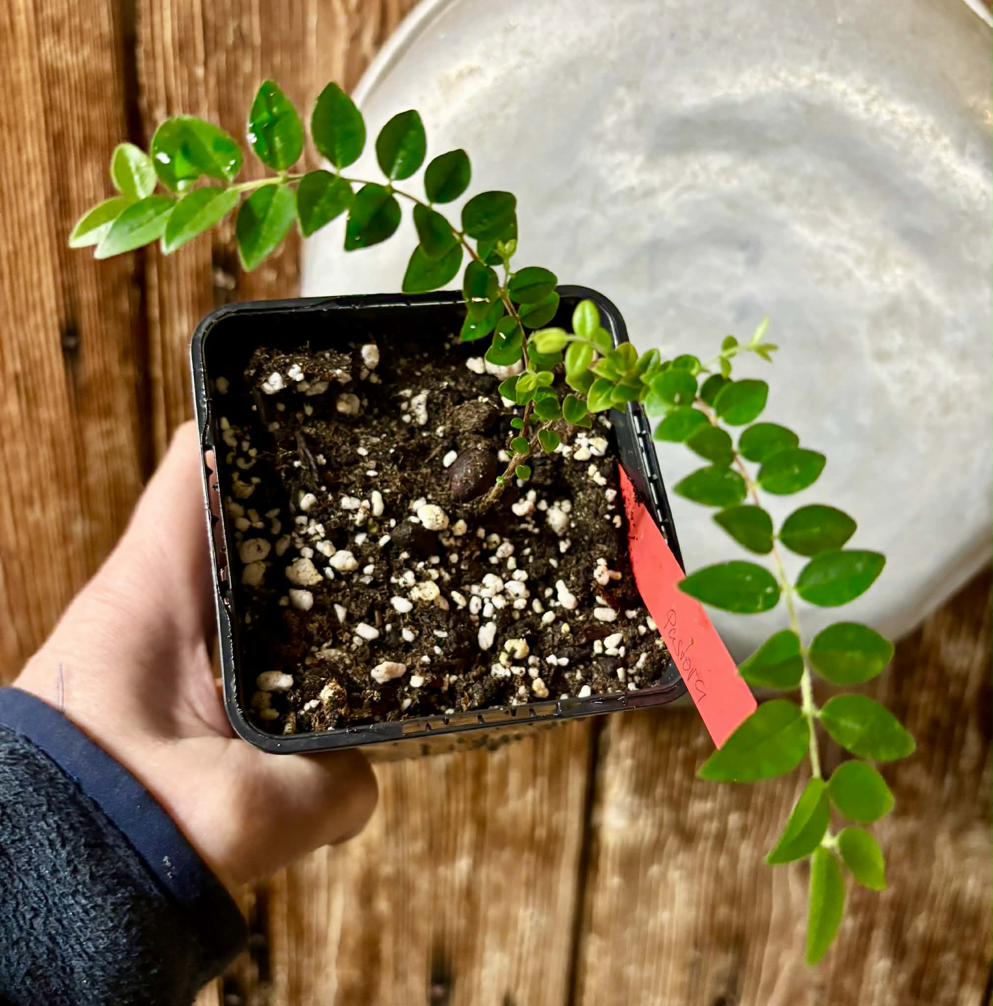 Myrciaria sp Pastora - 1 potted seedling / 1 getopfter Sämling