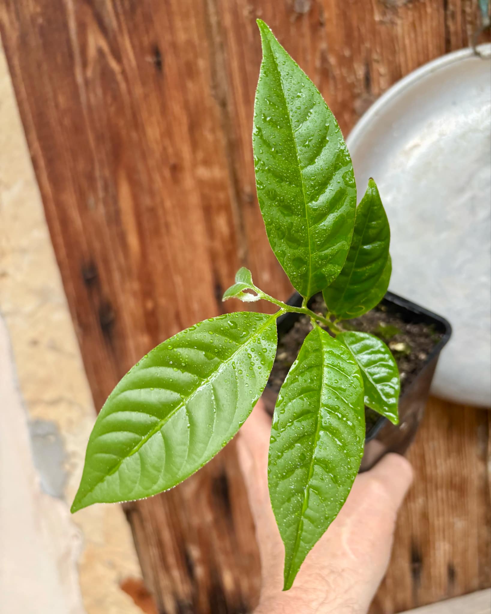Annona reticulata big pink-red variety - 1 potted plant / 1 getopfte Pflanze
