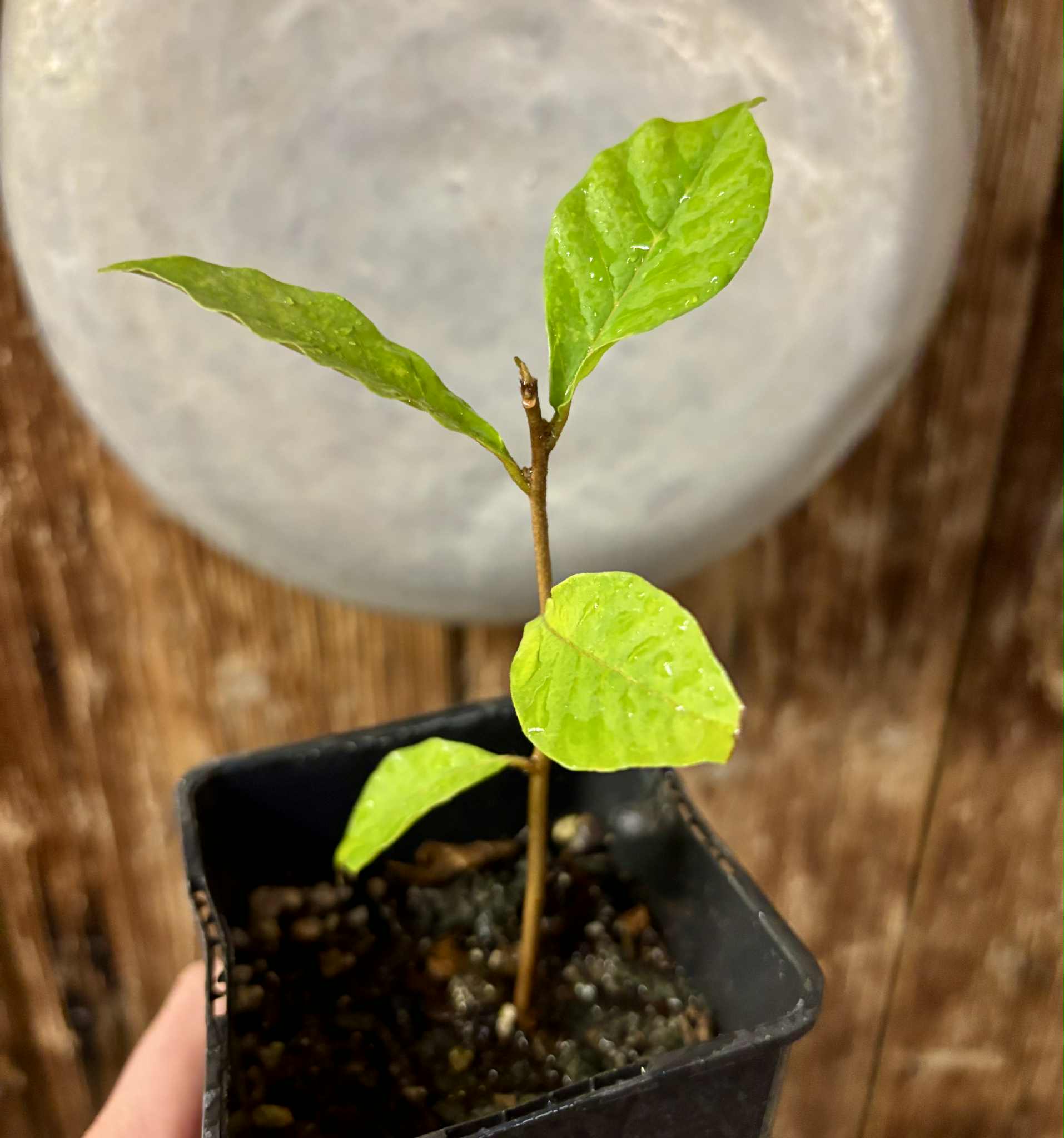 Marmixa (Pradosia lactescens) - 1 potted plant / 1 getopfte Pflanze