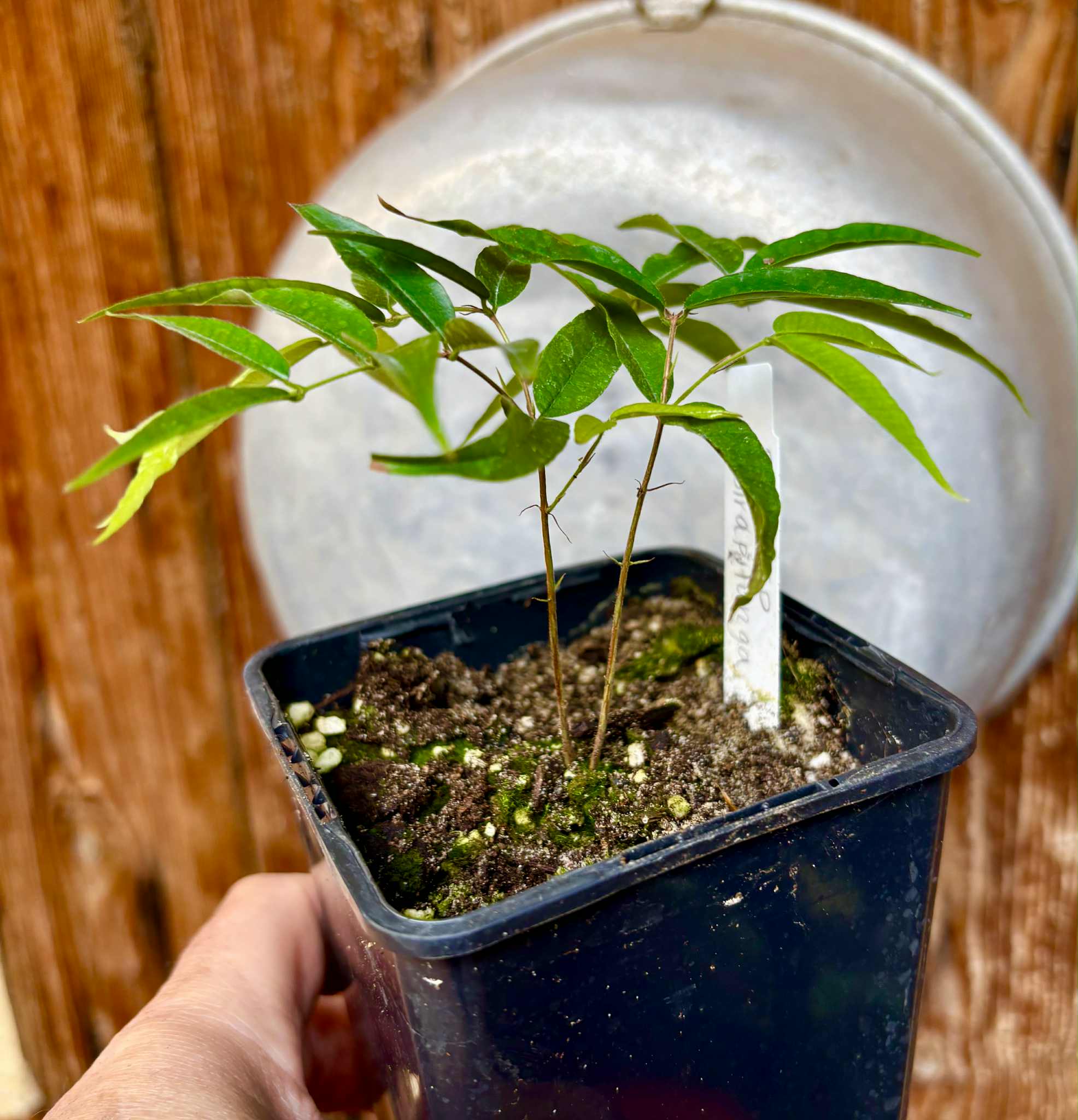 Plinia sp Ibirapitanga -  1 fresh potted seedling / 1 frisch getopfter Sämling