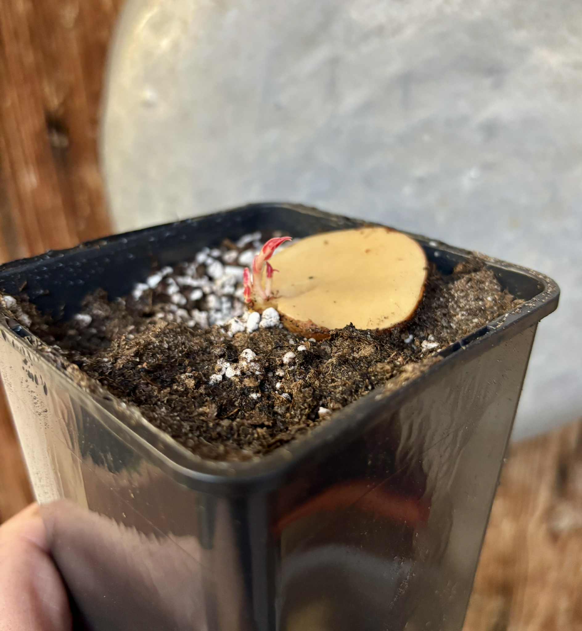 3 shots - Plinia longiacuminata Nr. 3 -  1 potted seedling / 1 getopfter Sämling