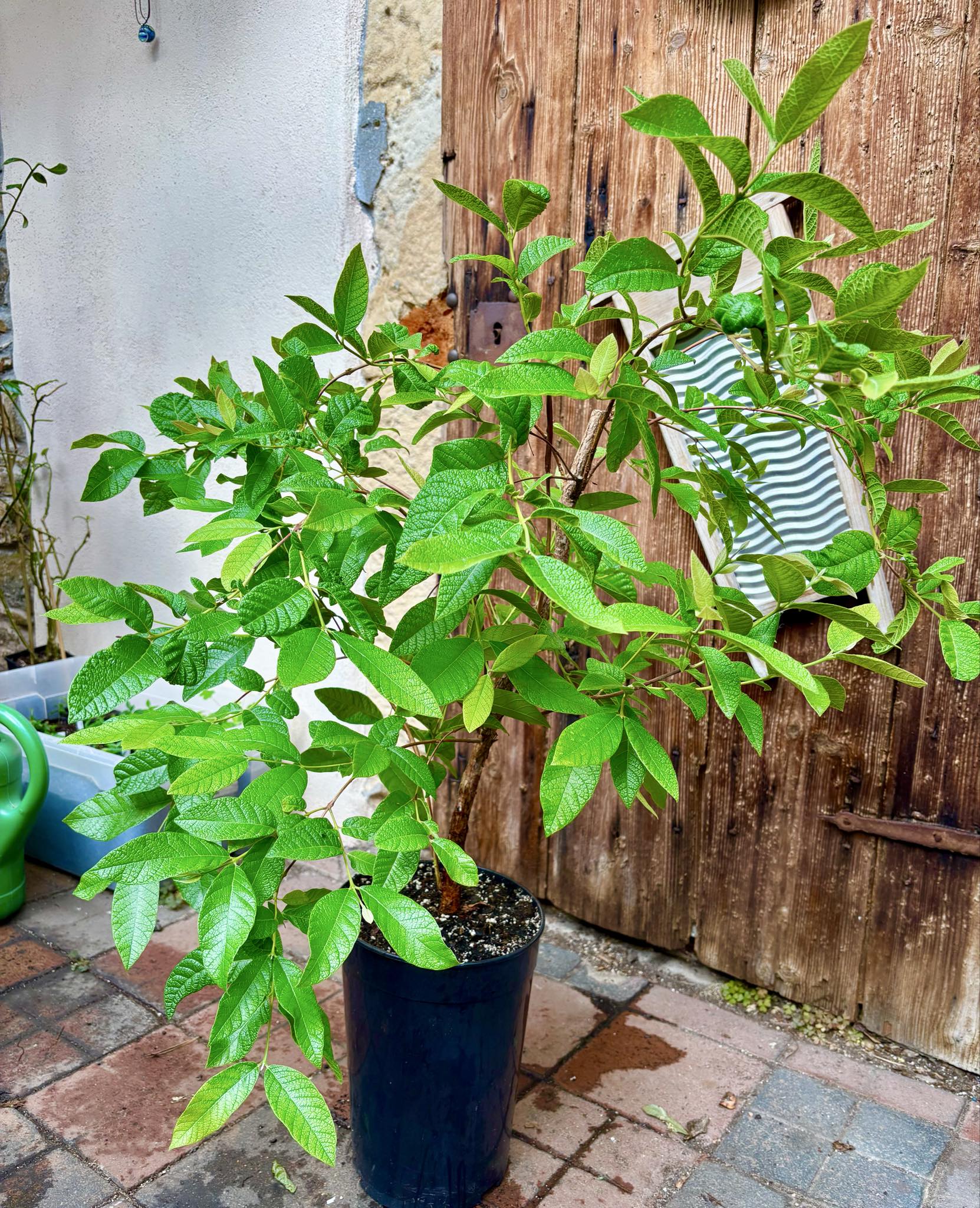 7 years old -  Campomanesia guazumifolia - 1 pottet plant / 1 getopfte Pflanze