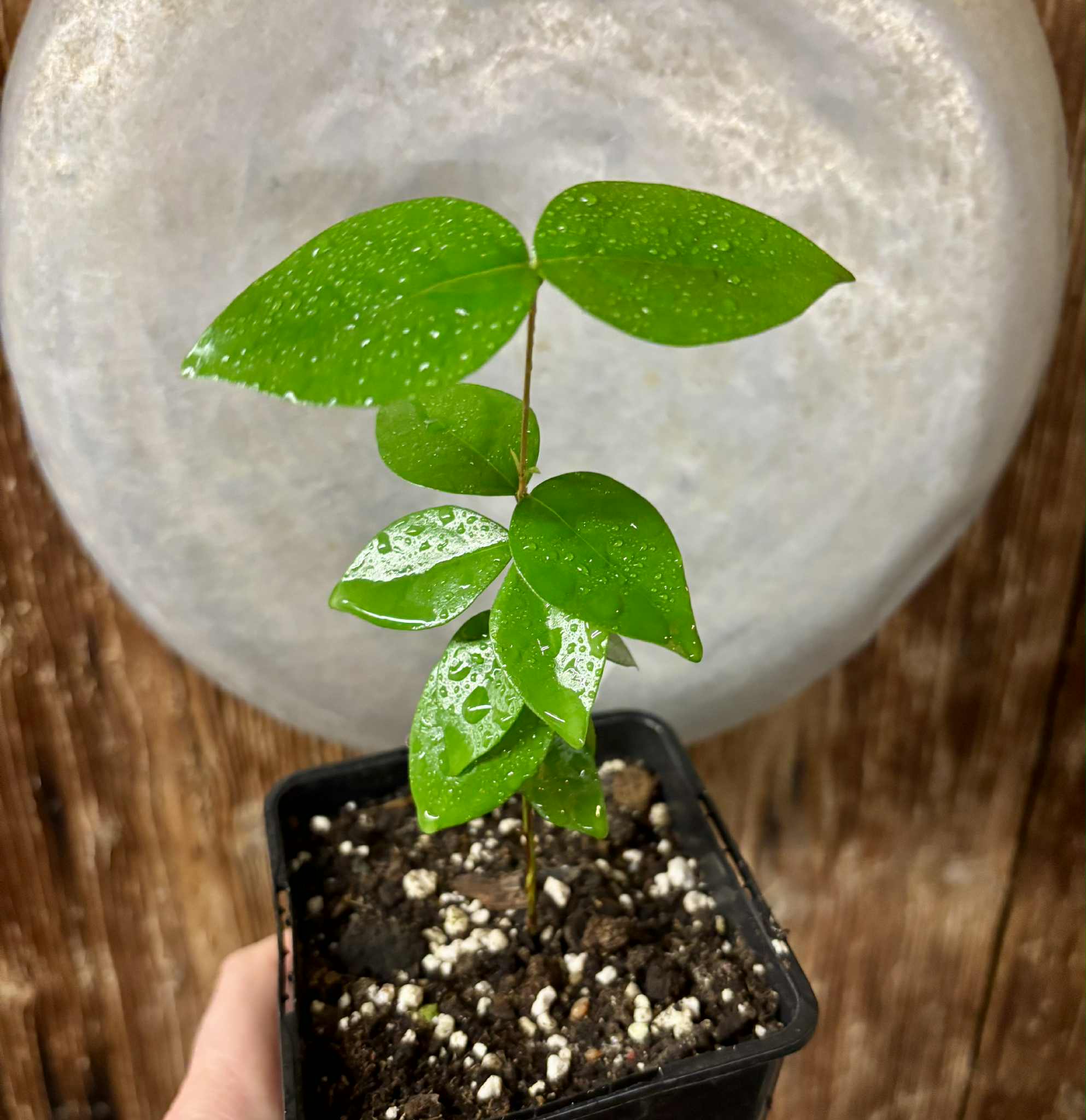 Eugenia uniflora var. Teneriffa  - 1 potted seedling / 1 getopfter Sämling