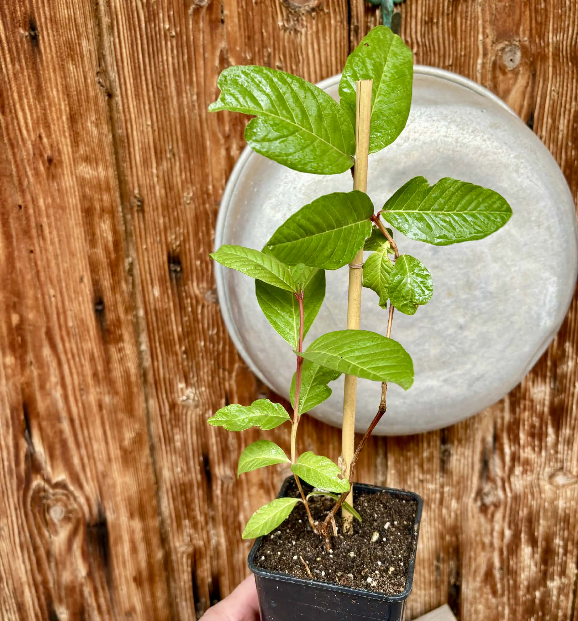 Psidium guajava - Pink Felah  - 1 potted plant / 1 getopfte Pflanze