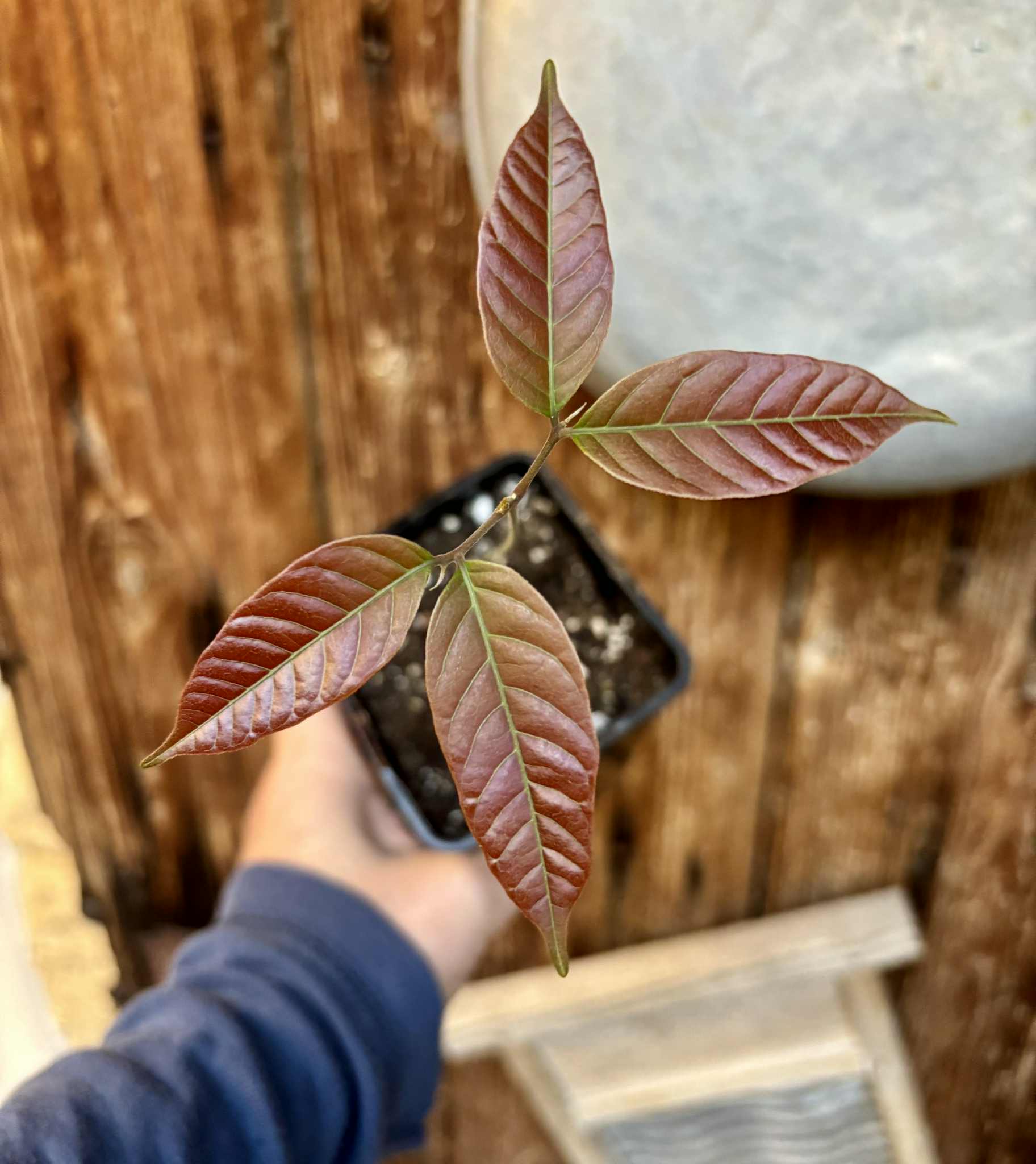 Nephelium lappaceum - Rambutan - 1 potted seedling / 1 getopfter Sämling