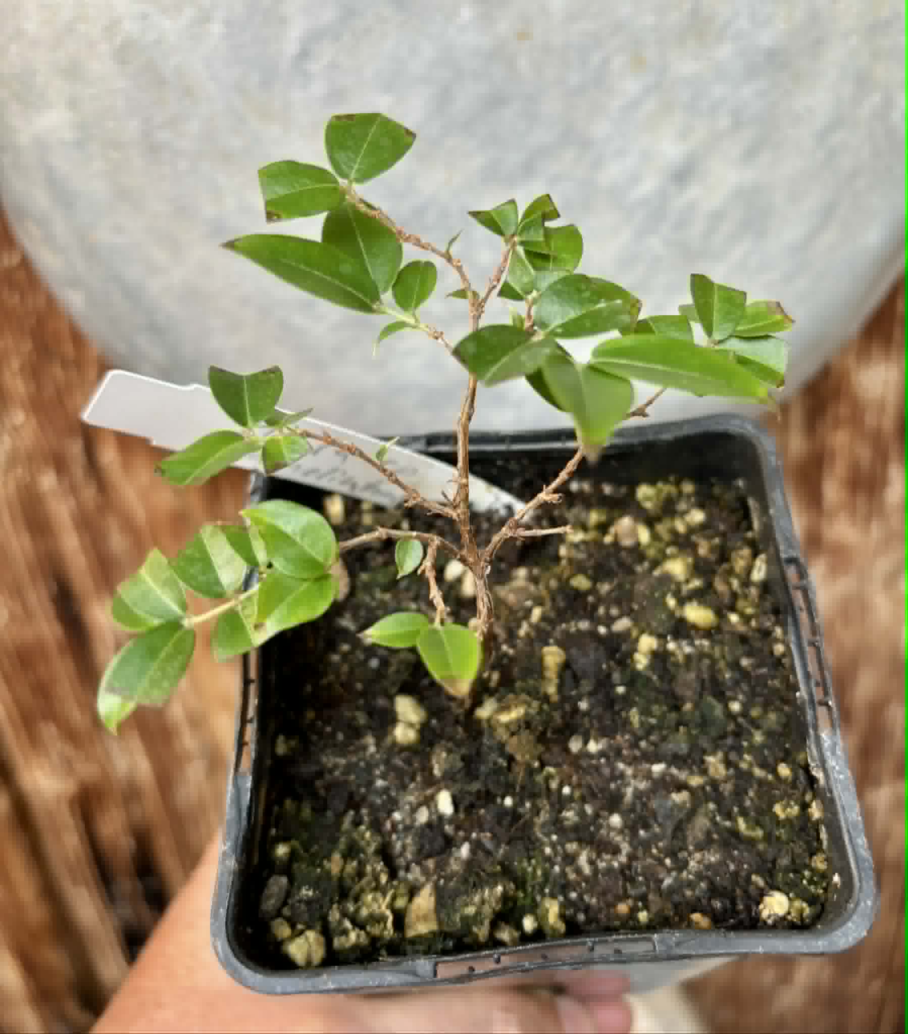 Jaboticaba - Plinia sp Canelinha Polpa rosea - 1 potted seedling / 1 getopfter Sämling