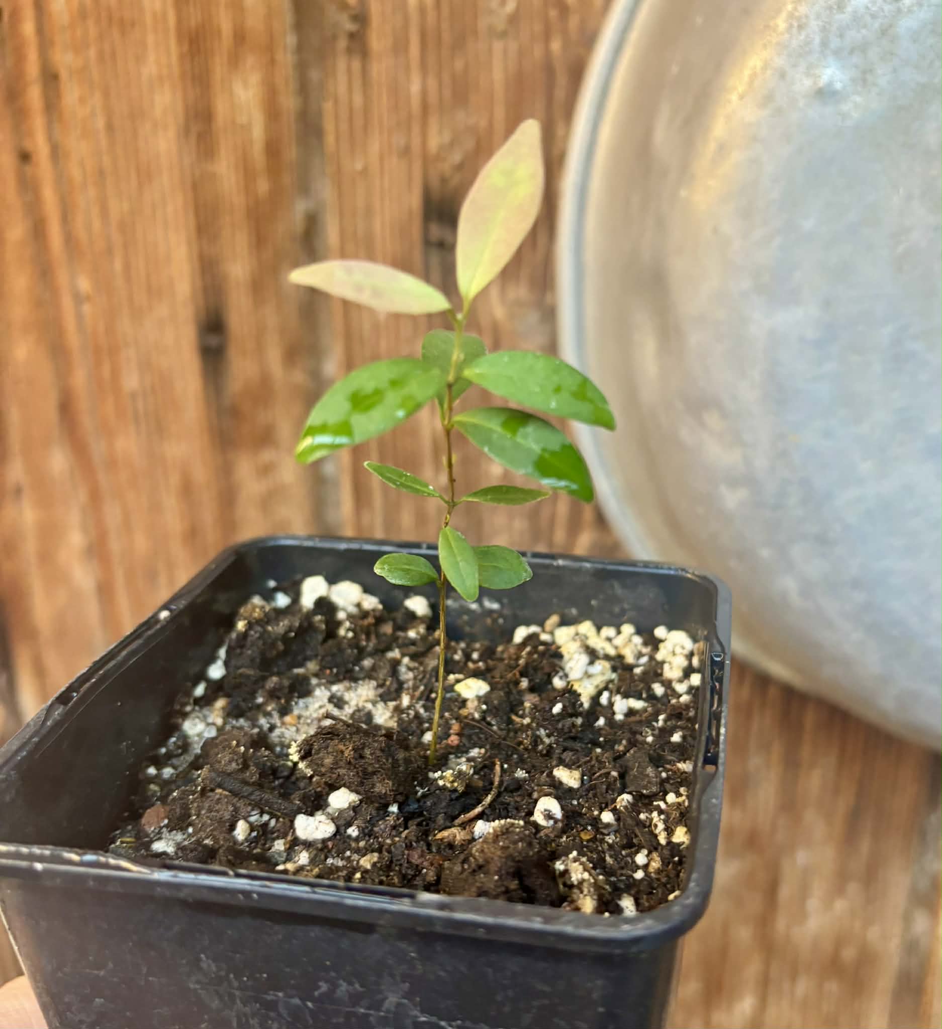 Eugenia sp Uvitas -  1 small potted seedling / 1 kleiner, getopfter Sämling