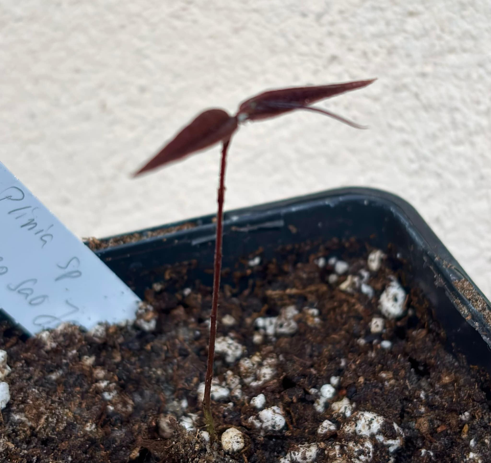 Plinia sp Cabo longo Sao Joao -  1 potted seedling / 1  getopfter Sämling 