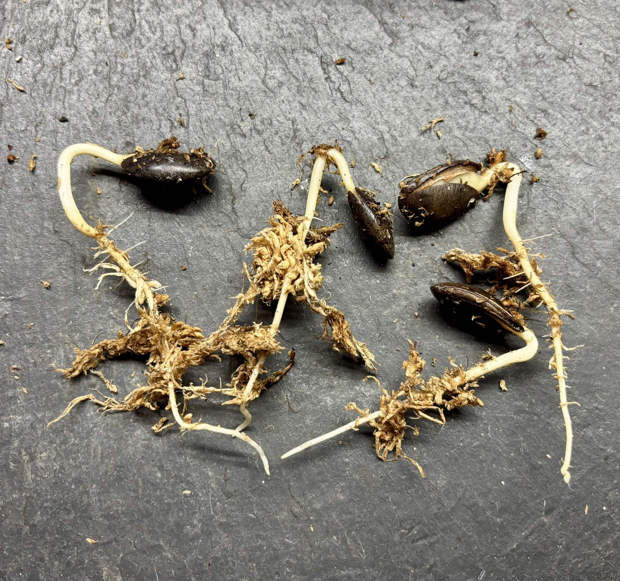 last 4 seeds - Aquai (Chrysophyllum gonocarpum)  -  1 germinated seed / 1 gekeimter Samen