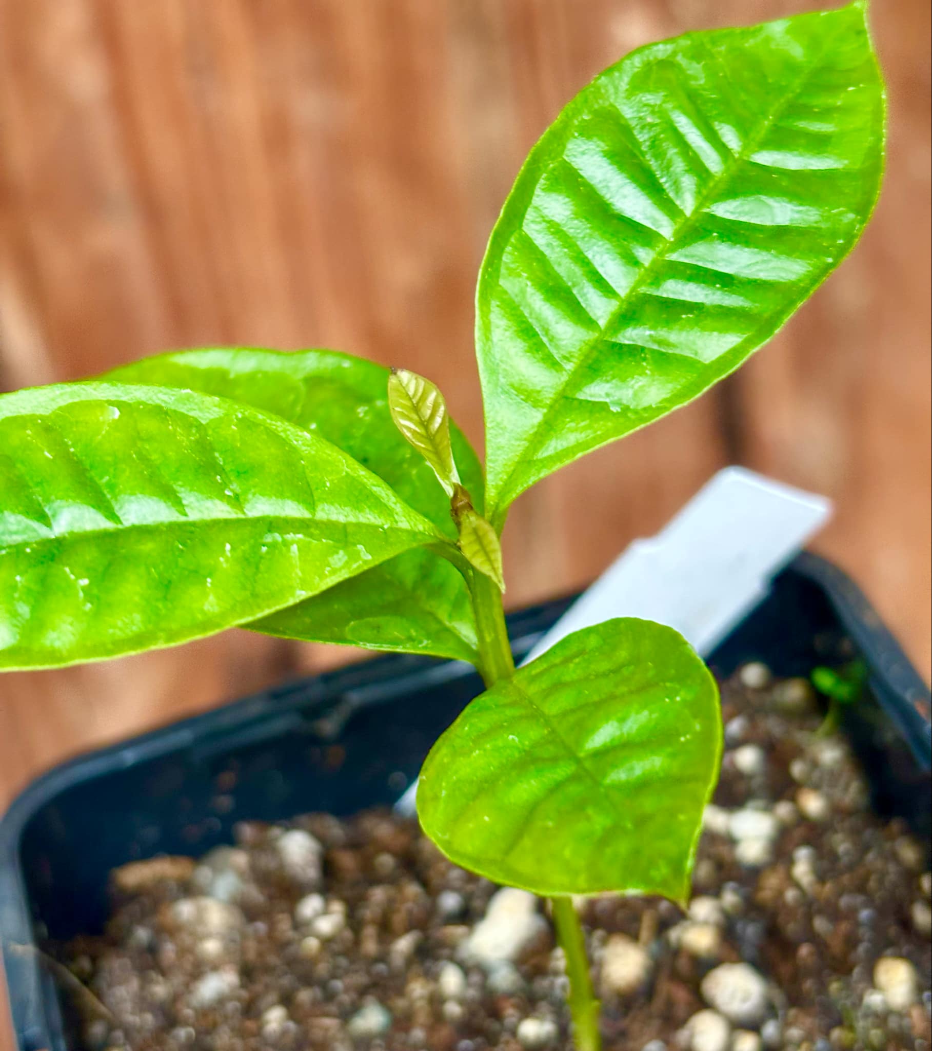 Gowok (Syzygium polycephalum) - 1 small potted seedling / 1 kleiner, getopfter Sämling Gowok (Syzygium polycephalum) - 1 small potted seedling / 1 kleiner, getopfter Sämling
