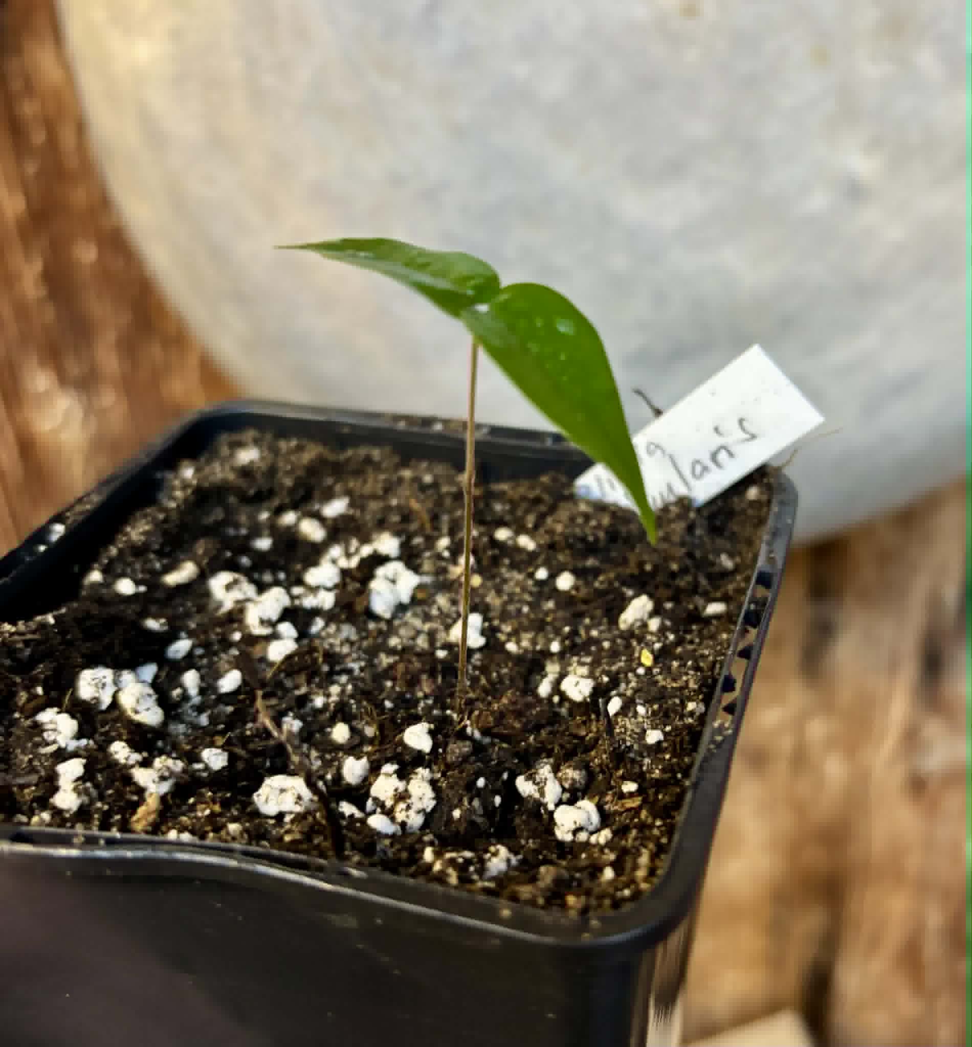 Yellow Guaburiti (Plinia rivularis var. flava) - 1 potted seedling / 1 getopfter Sämling