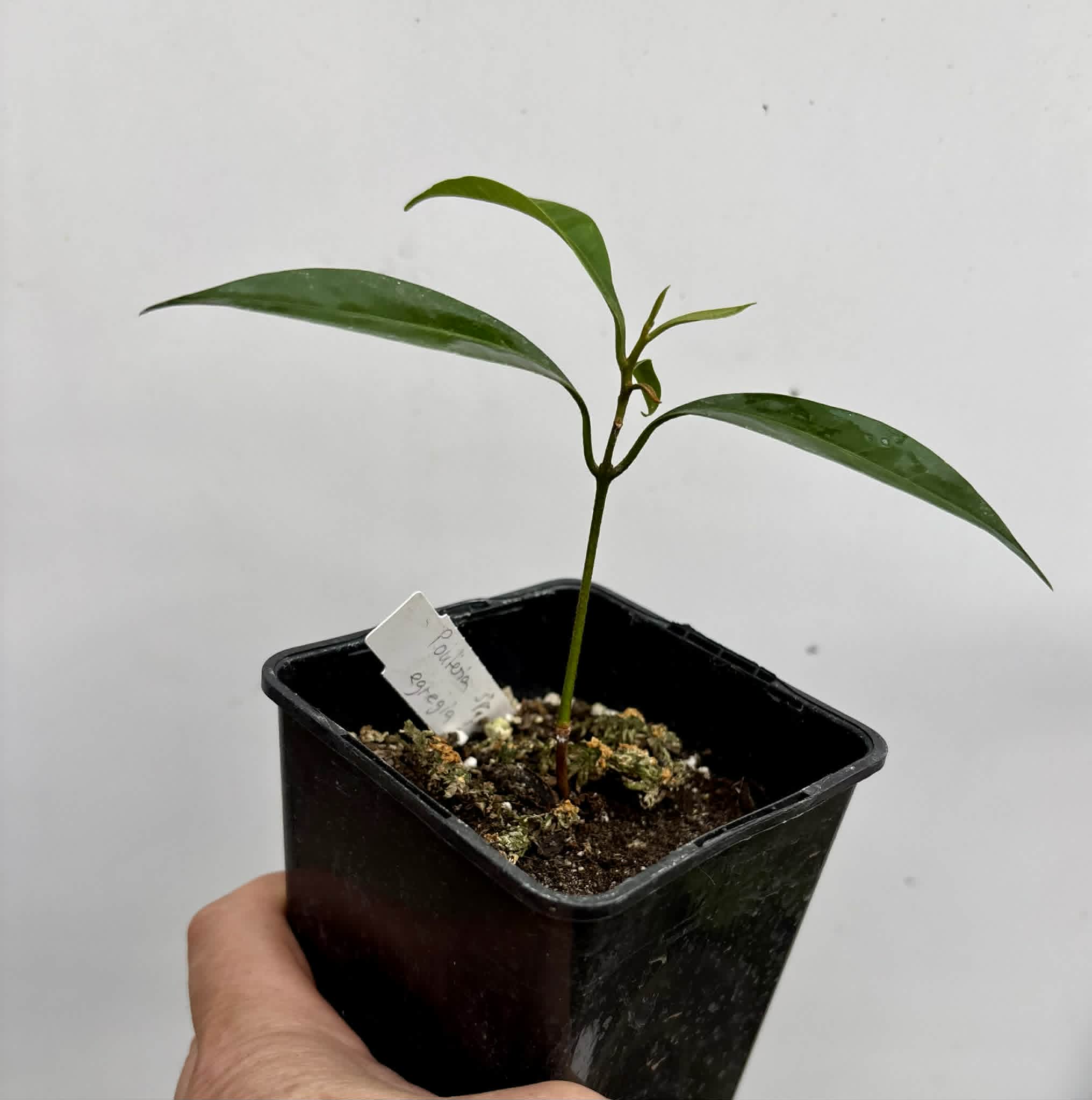 last seedling - Pouteria aff egregia  -  1 potted seedling / 1 getopfter Sämling