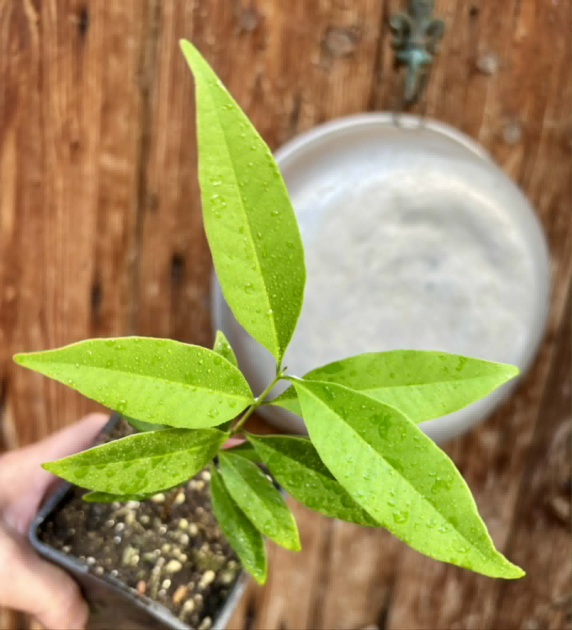 Eugenia punicifolia - 1 potted plant / 1 getopfte Pflanze