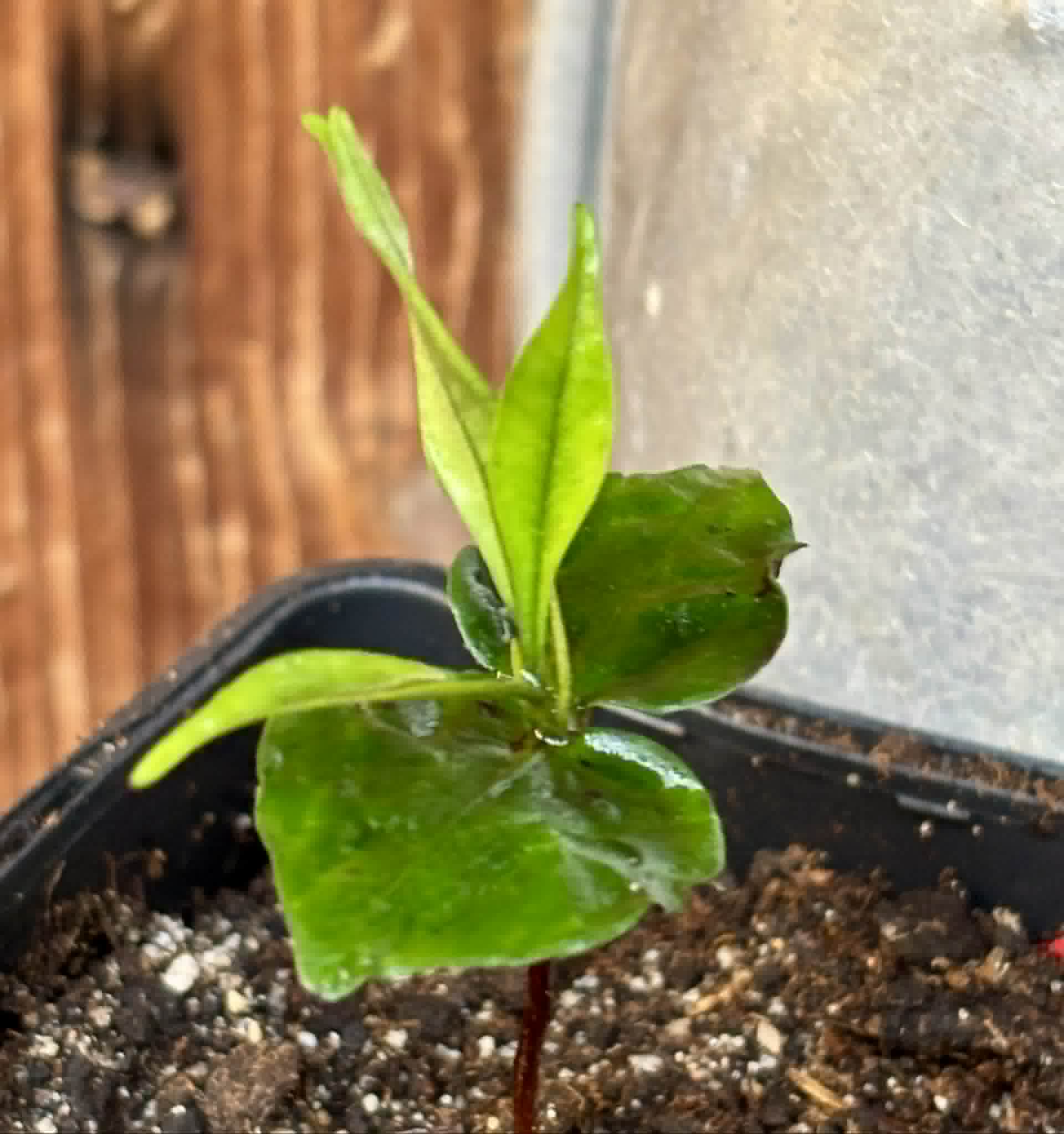 Myrcia sp Trancoso -  1 potted seedling / 1 getopfter Sämling