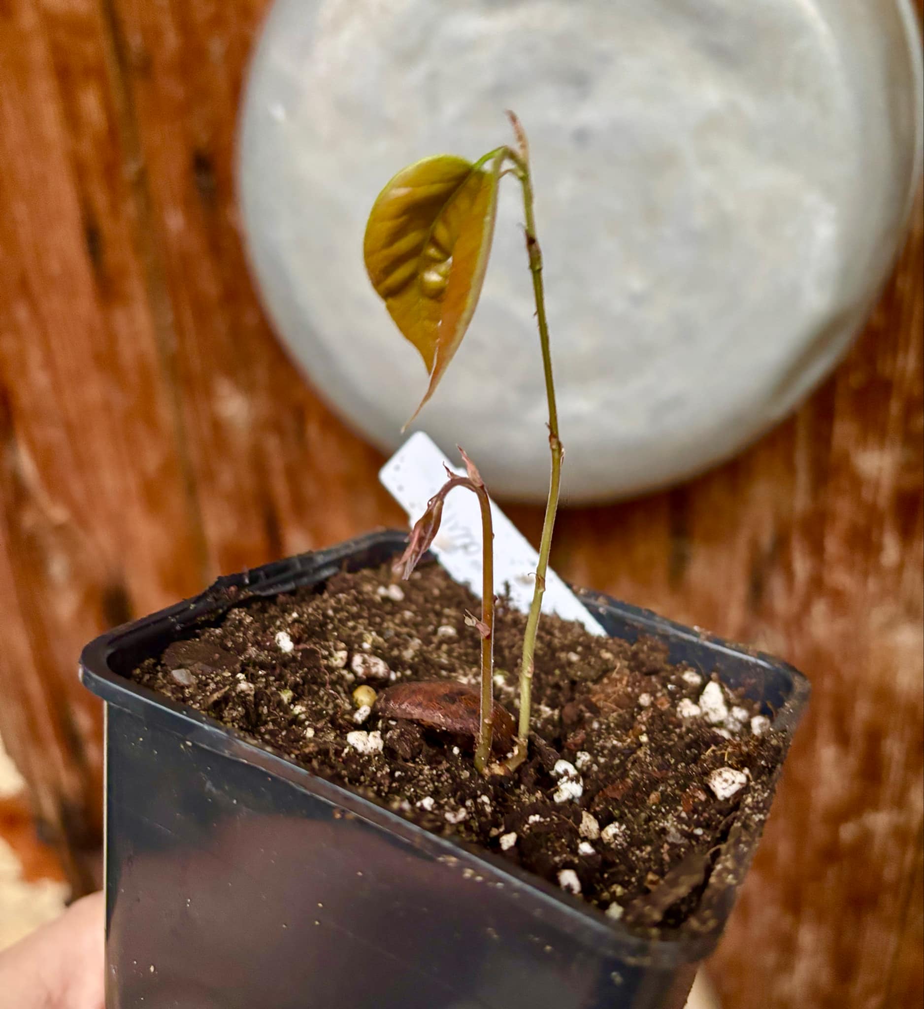 Plinia edulis - 1 small potted seedling / 1 kleiner, getopfter Sämling