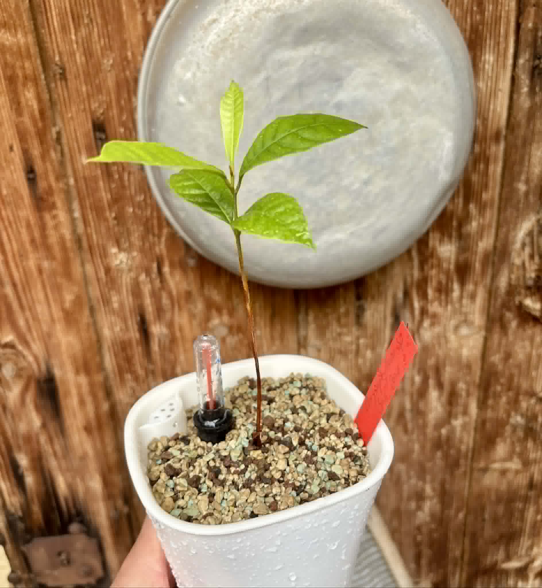 Goiapeba - Chrysophyllum sp Sao Joao - 1 potted seedling / 1 getopfter Sämling