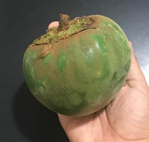 Fruta do Lobo - Wolf Apple (Solanum lycocarpum) - 1 fresh seed / 1 frischer Samen