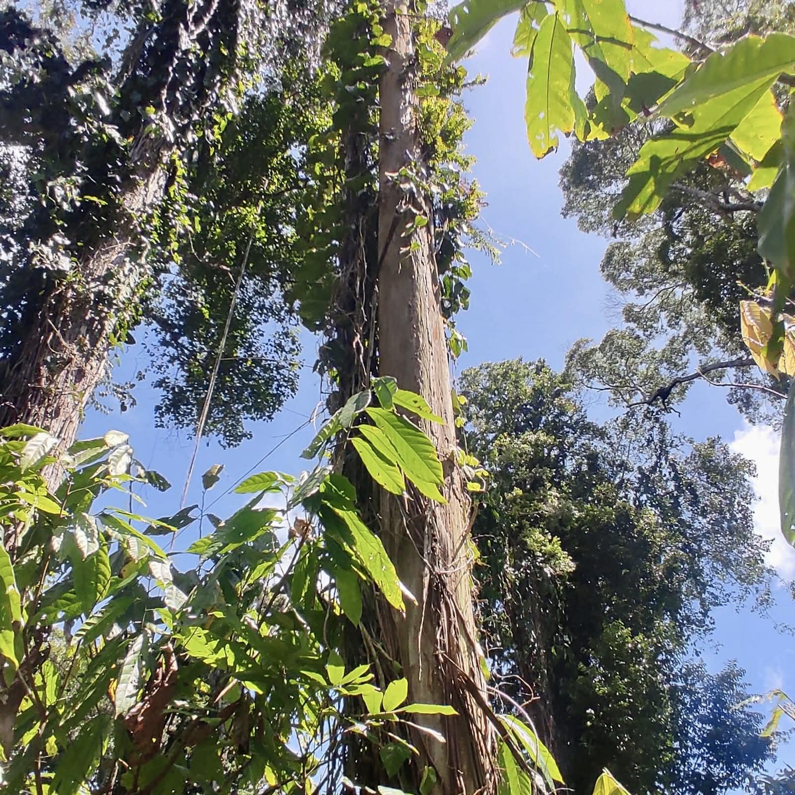 only 10 seeds - Pre Order - Myrciaria sp Itacare - 1 fresh seed / 1 frischer Samen