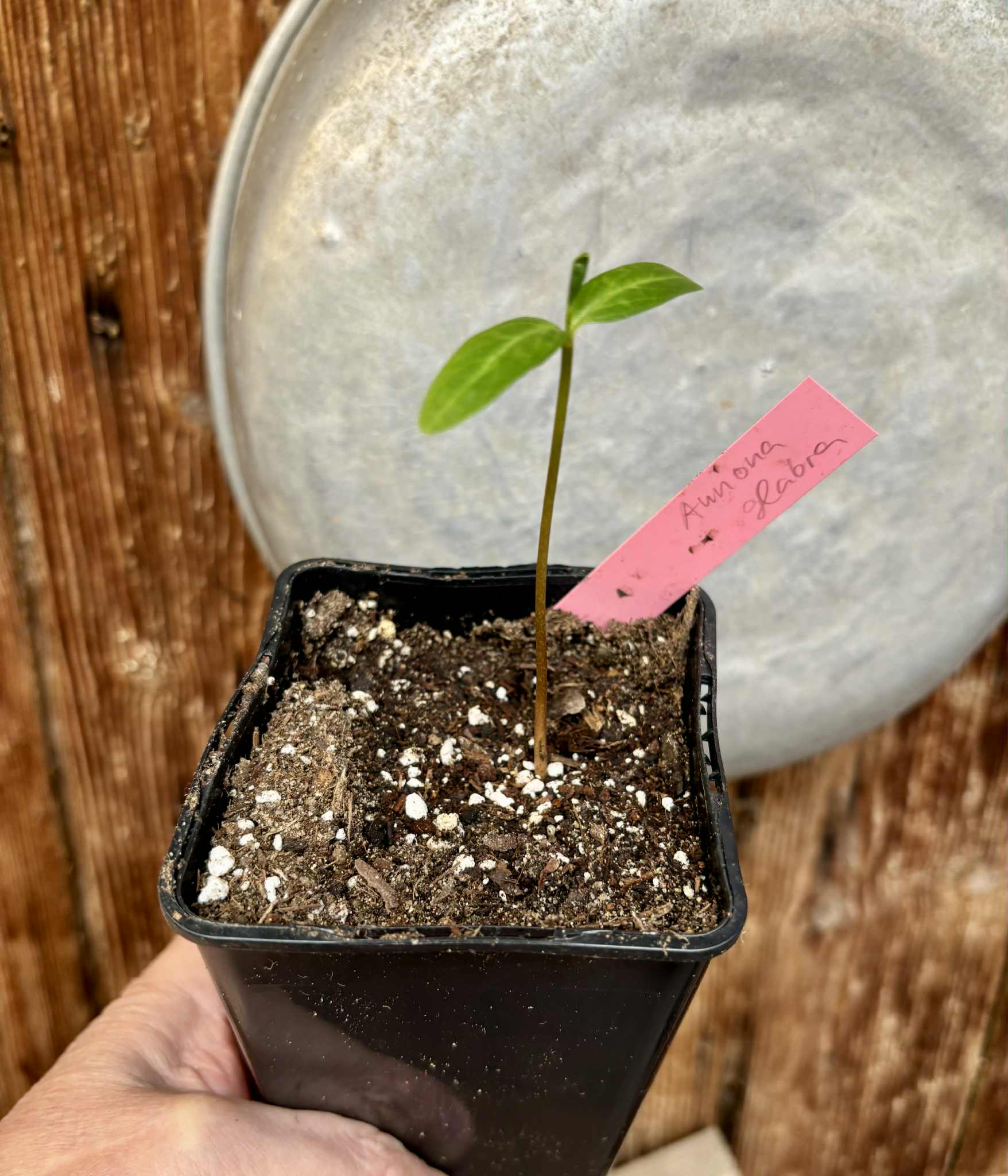 Annona glabra - 1 potted seedling / 1 getopfter Sämling