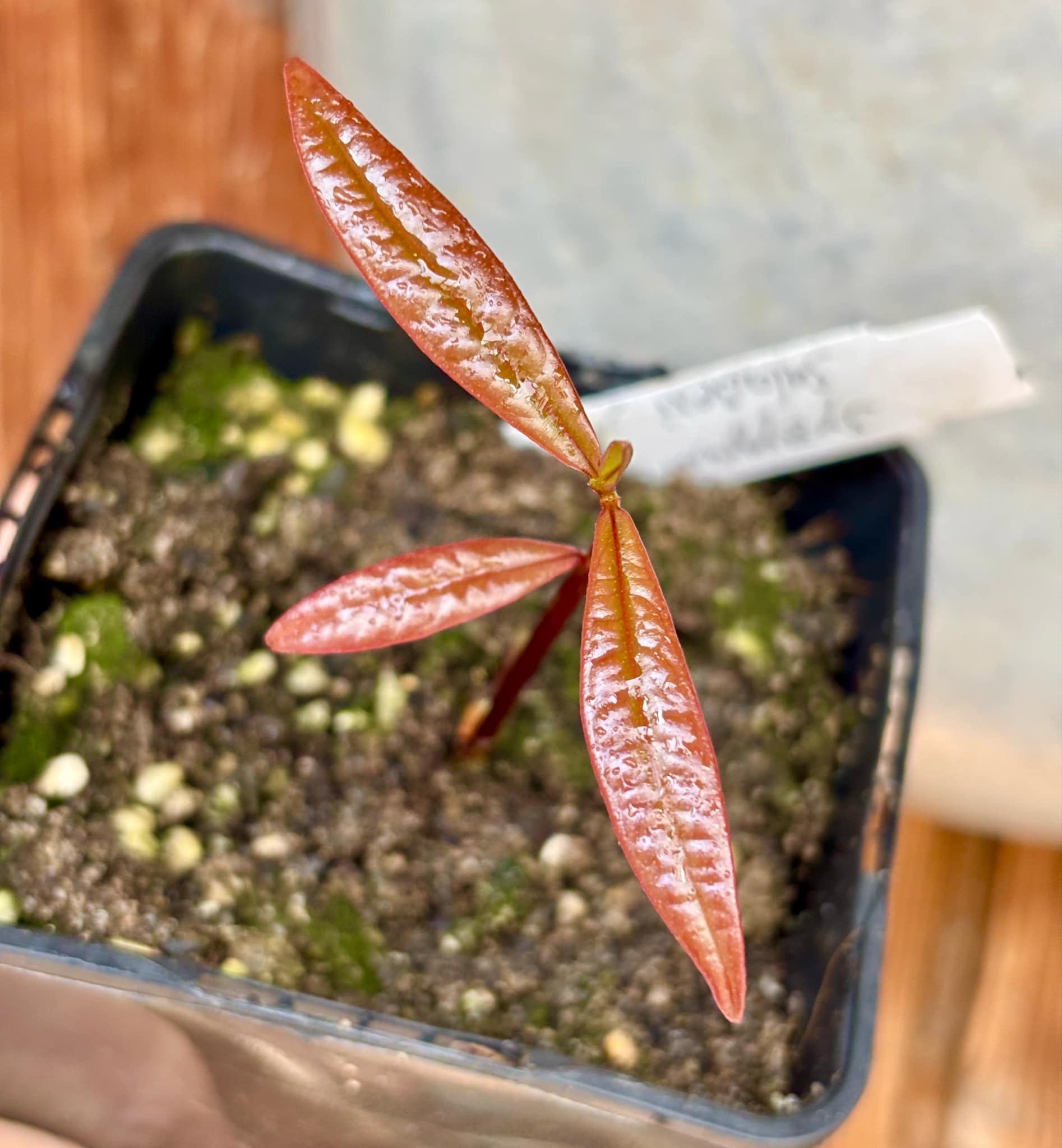 Syzygium sp Sulawesi 2 - 1 potted seedling / 1 getopfter Sämling