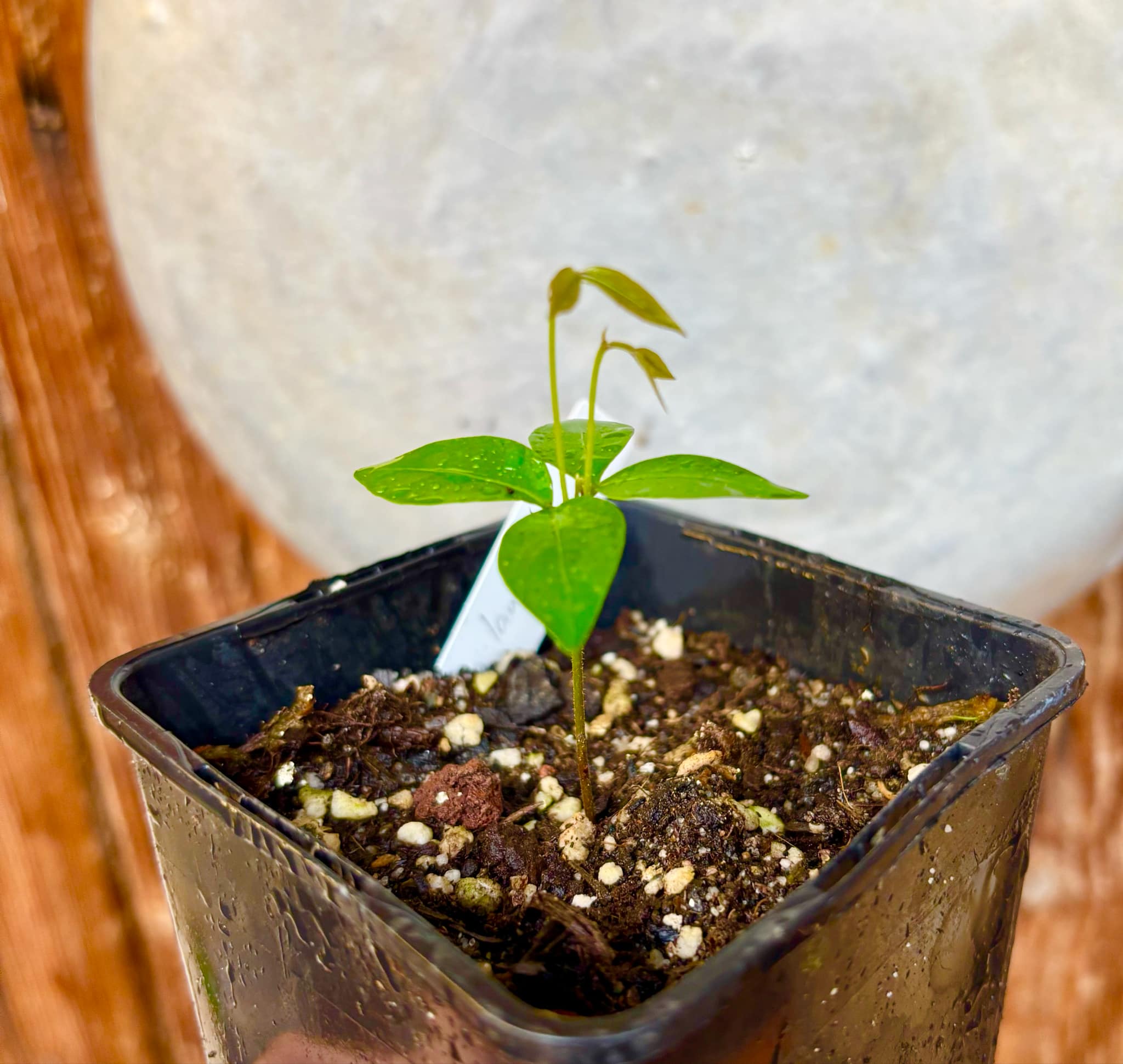 Inga laurina - 1 potted plant / 1 getopfte Pflanze Inga laurina - 1 potted plant / 1 getopfte Pflanze