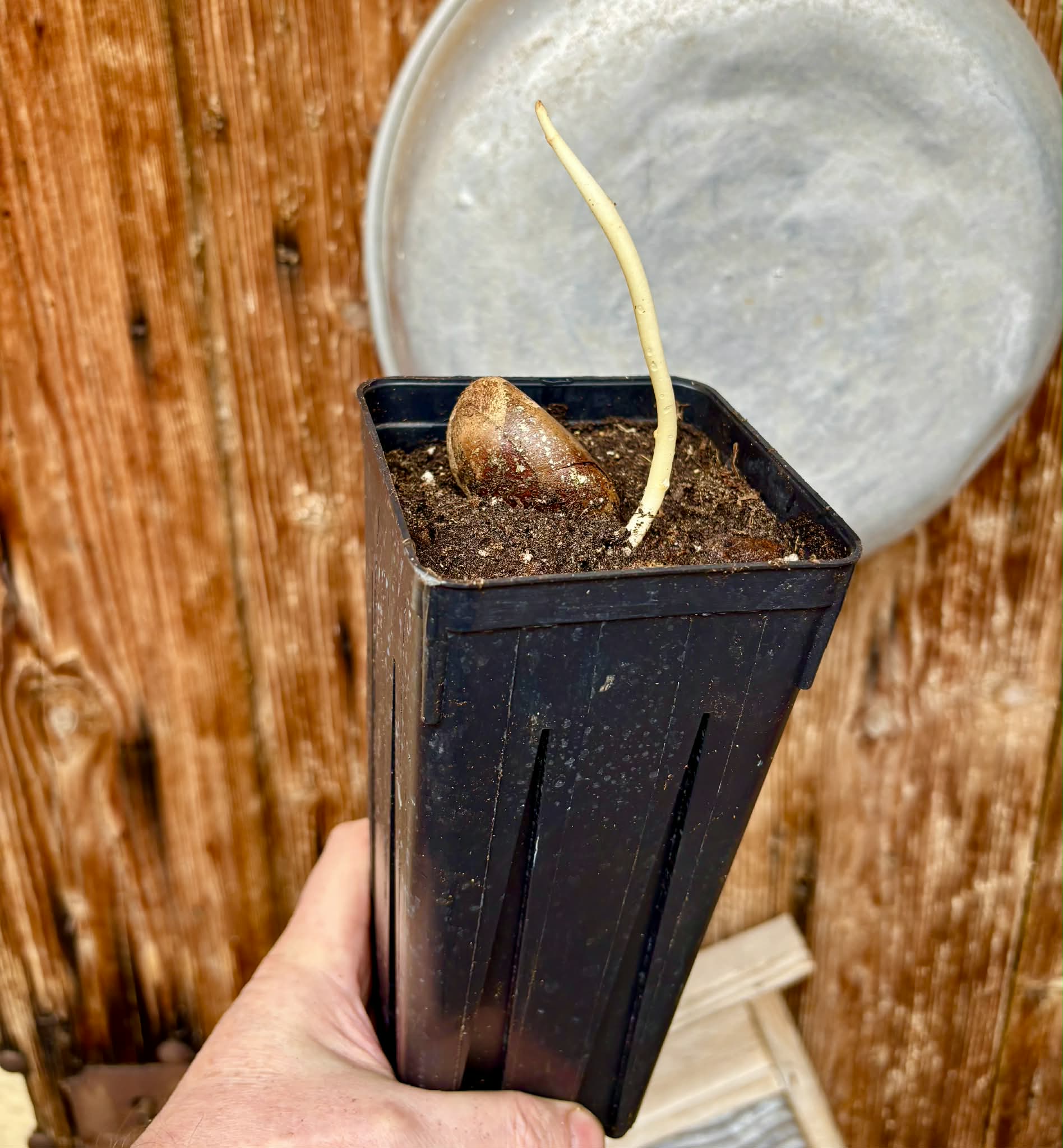 Pouteria aff. macrocarpa - 1 potted seedling / 1 getopfter Sämling