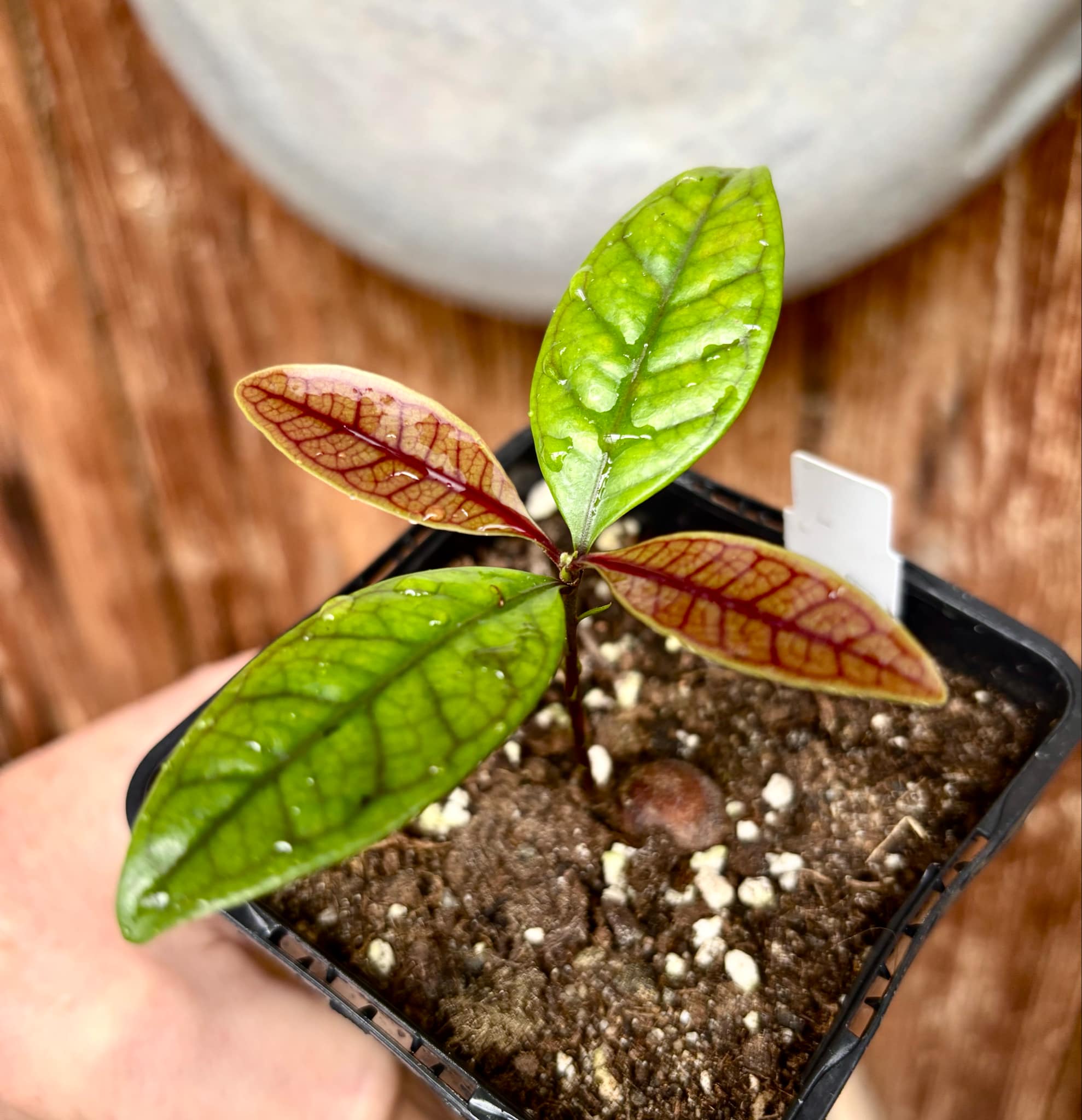 Eugenia sp de Talo -  1 small potted seedling / 1 kleiner, getopfter Sämling