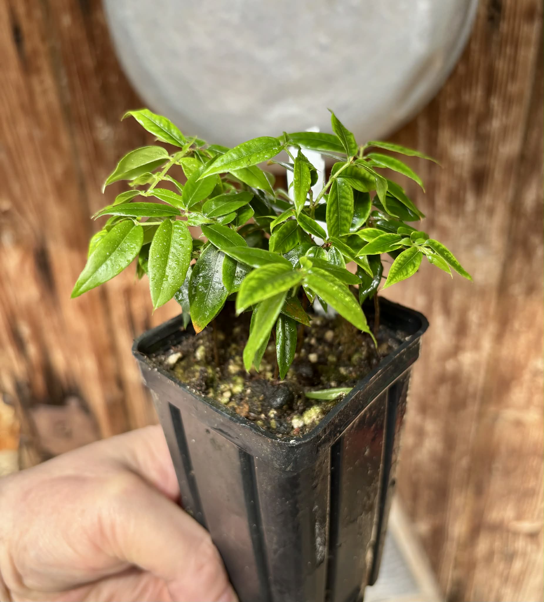 6 in 1 pot - Jaboticaba - Plinia sp Pingo de Mel (Vilela A3) -  6 potted seedlings / 6  getopfte Sämlinge