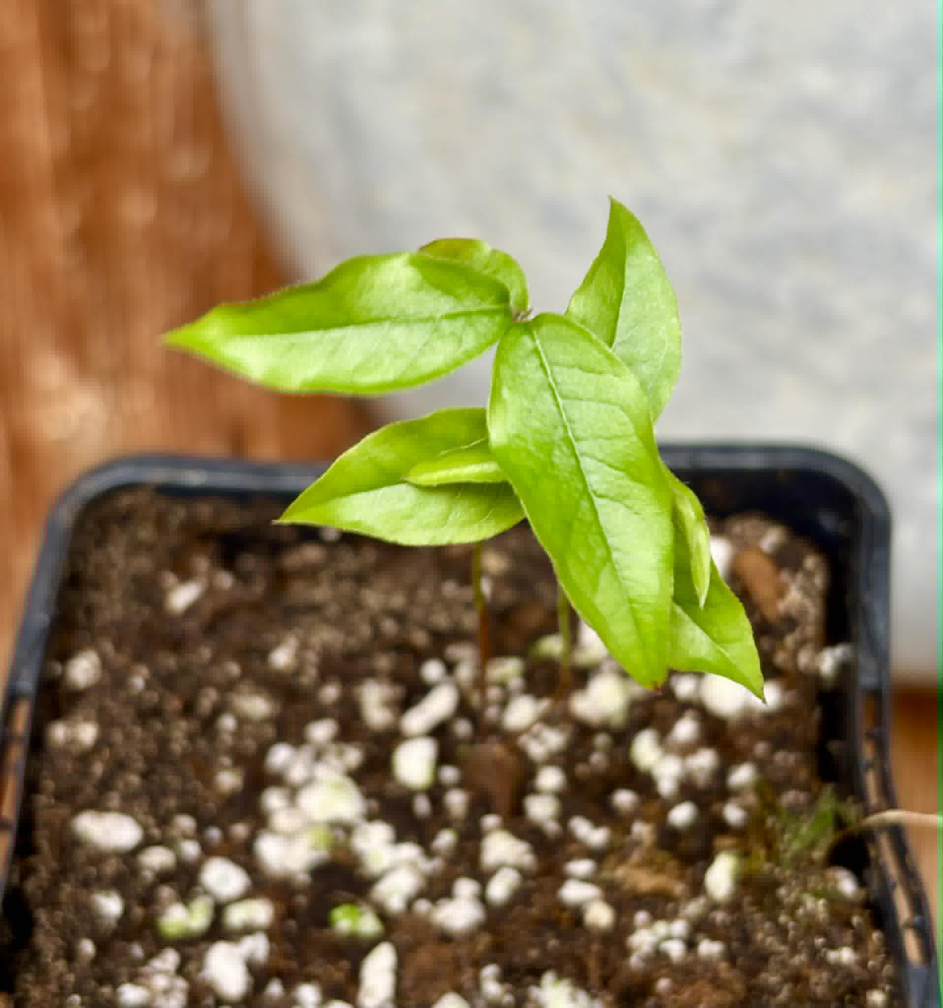 Plinia povedae - 1 potted seedling / 1 getopfter Sämling