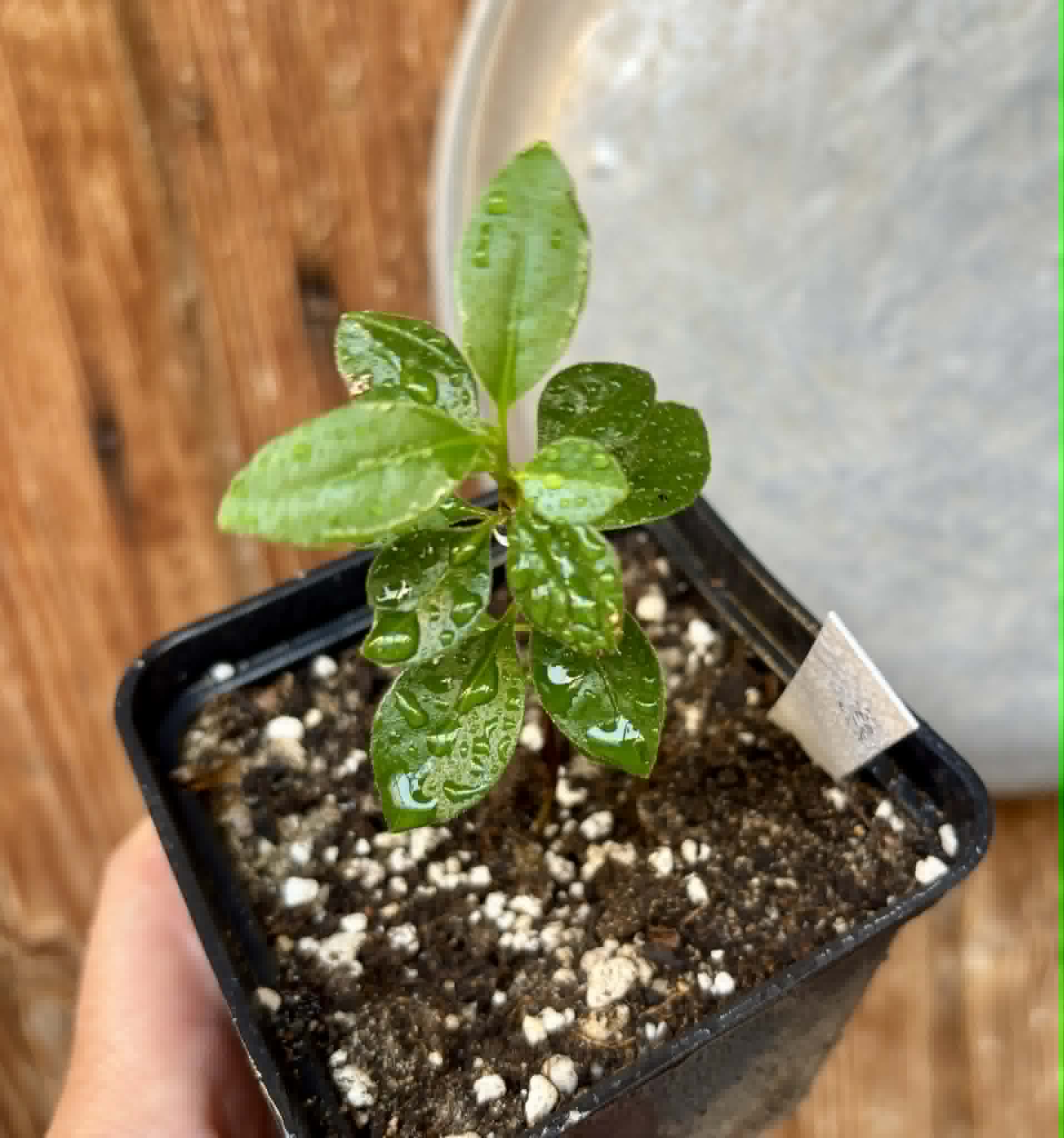 Psidium sp Cassio - 1 potted seedling / 1 getopfter Sämling