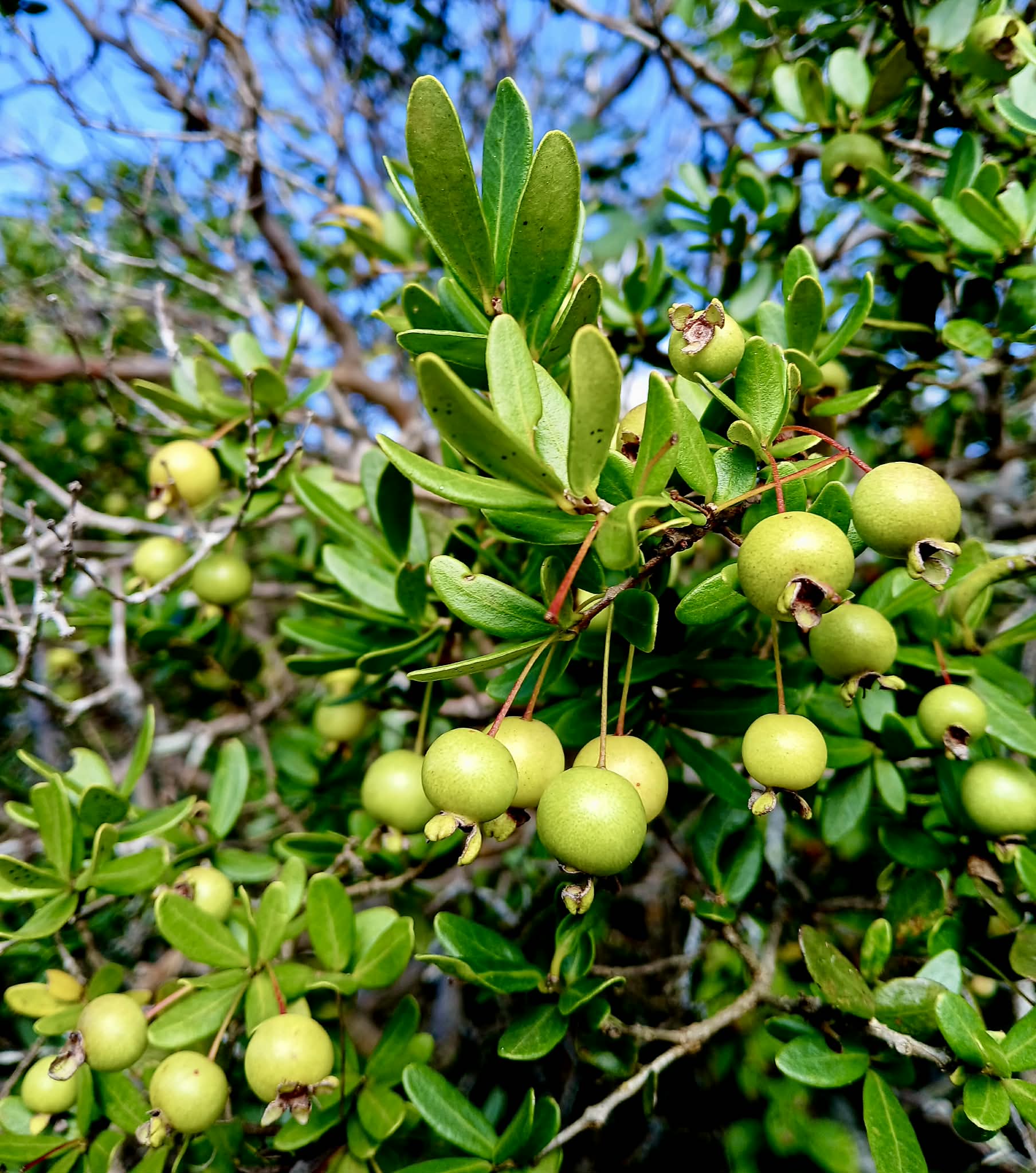 Psidium aff. schenckianum Caetité Bahia  - 1 germinated seed / 1 gekeimter Samen